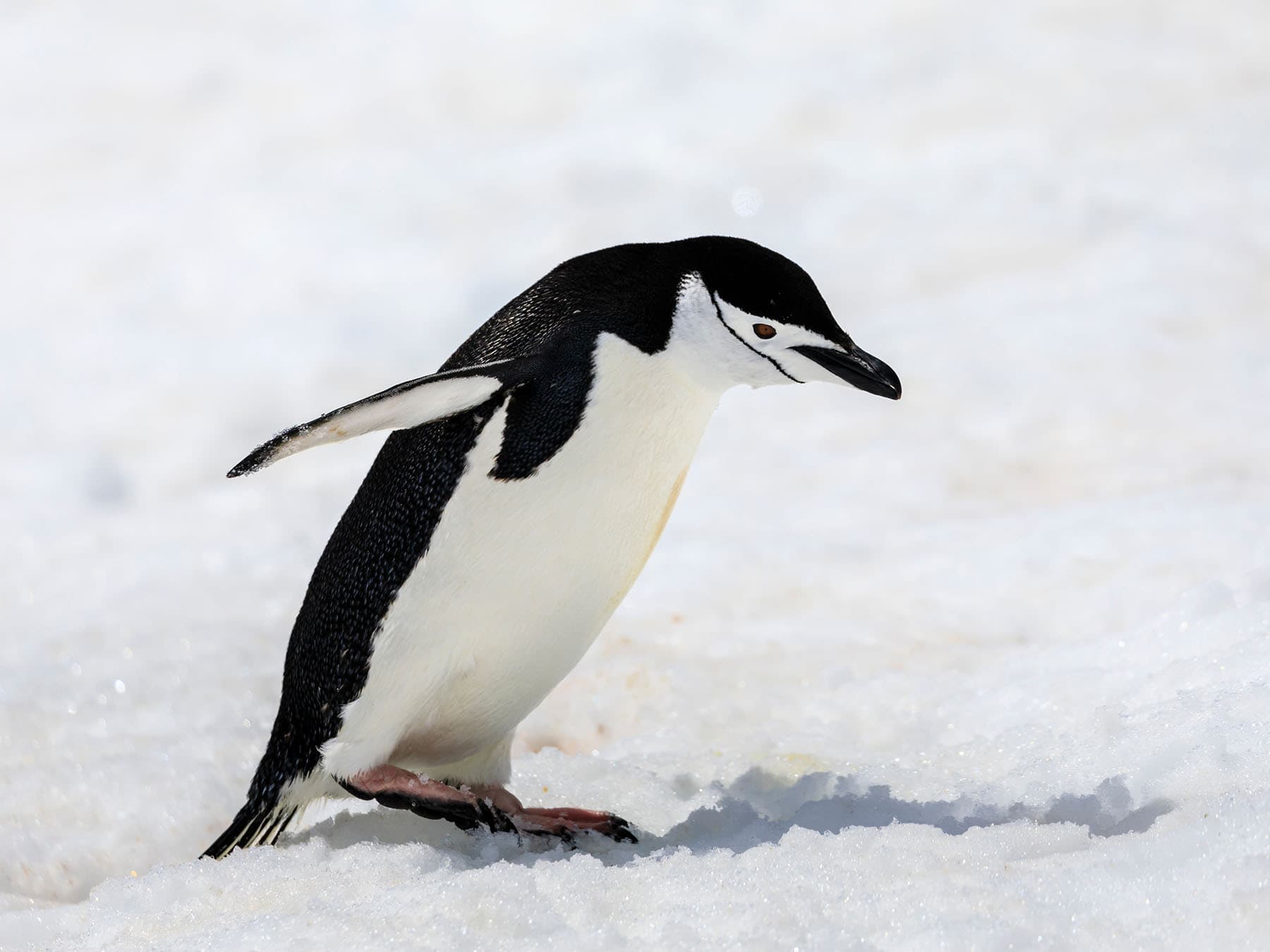 Penguin waddle