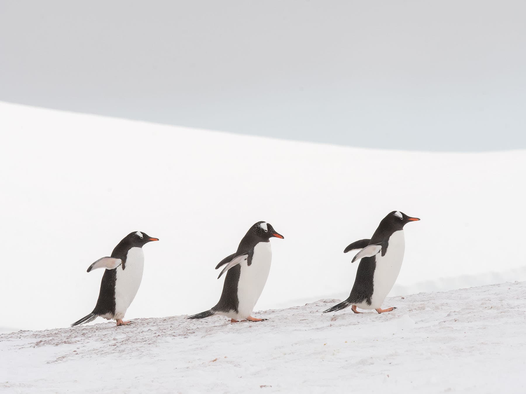 Penguins walking in a line