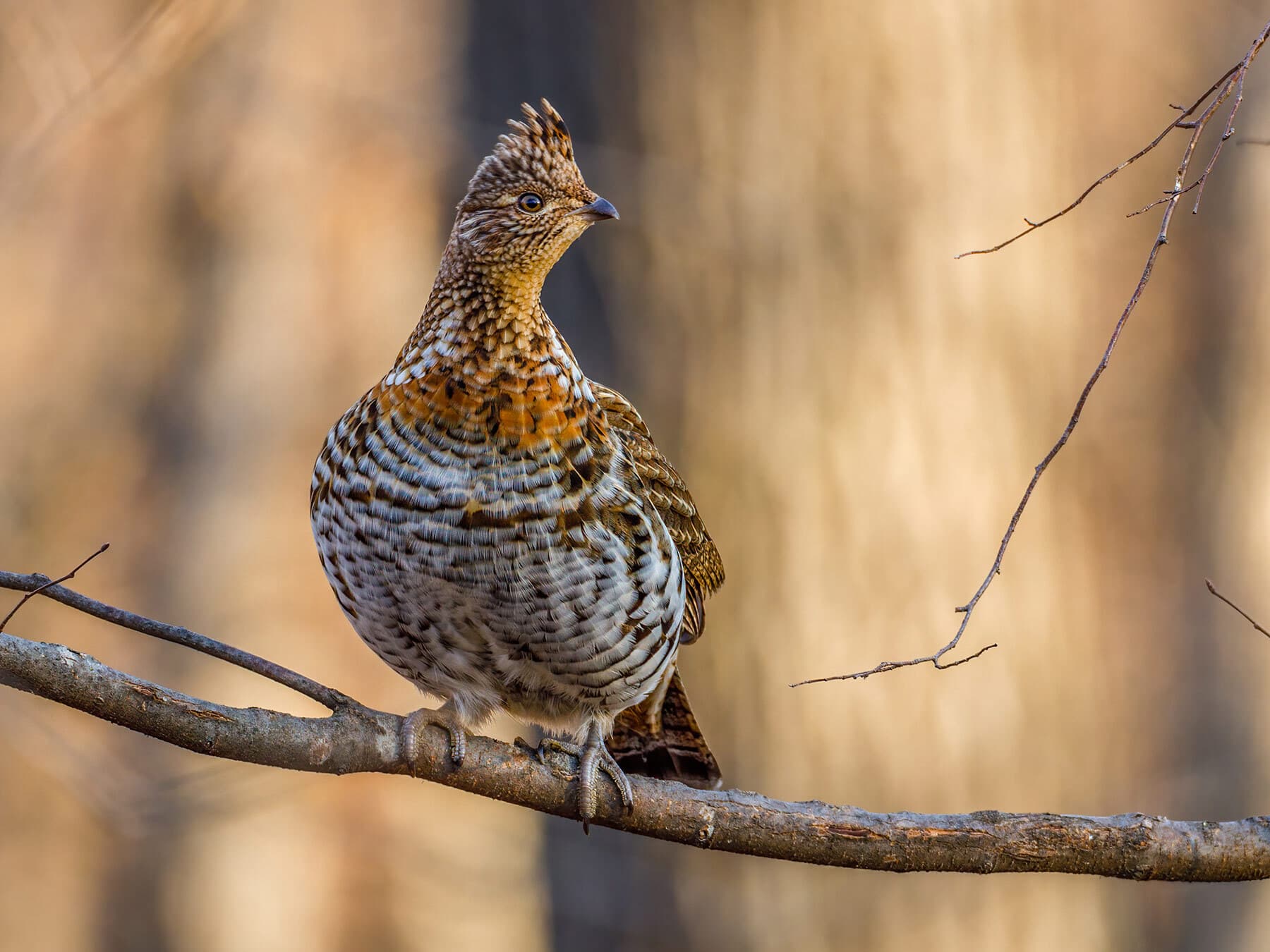 Ruffed Grouse