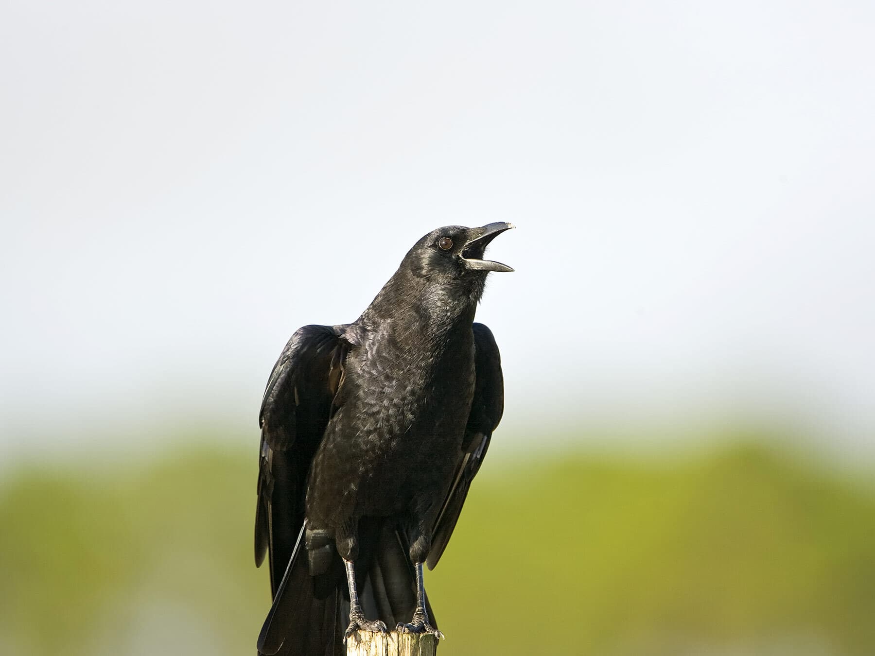 Perched american crow calling