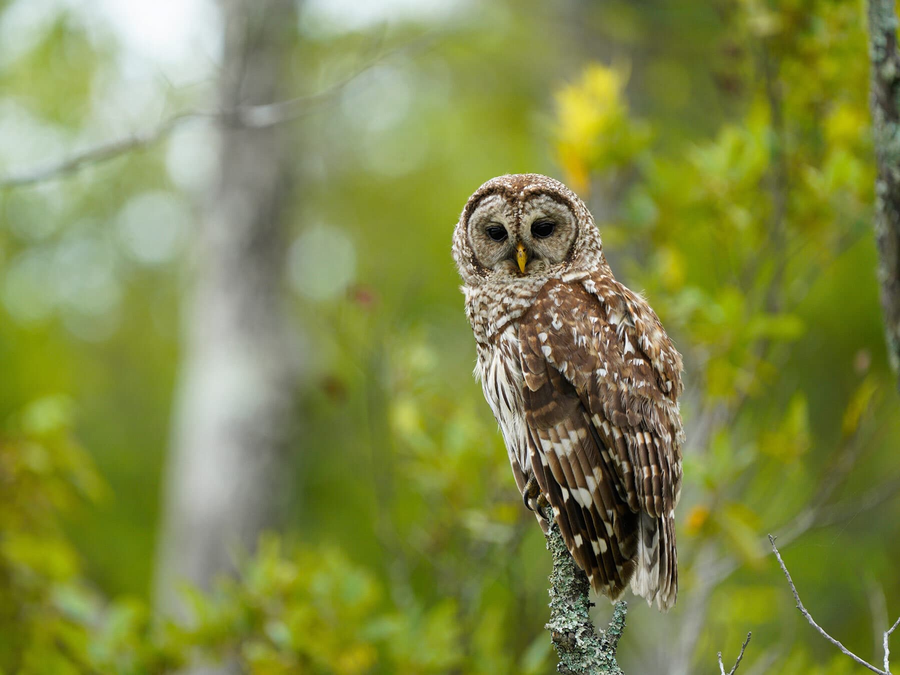 Perched barred owl camera