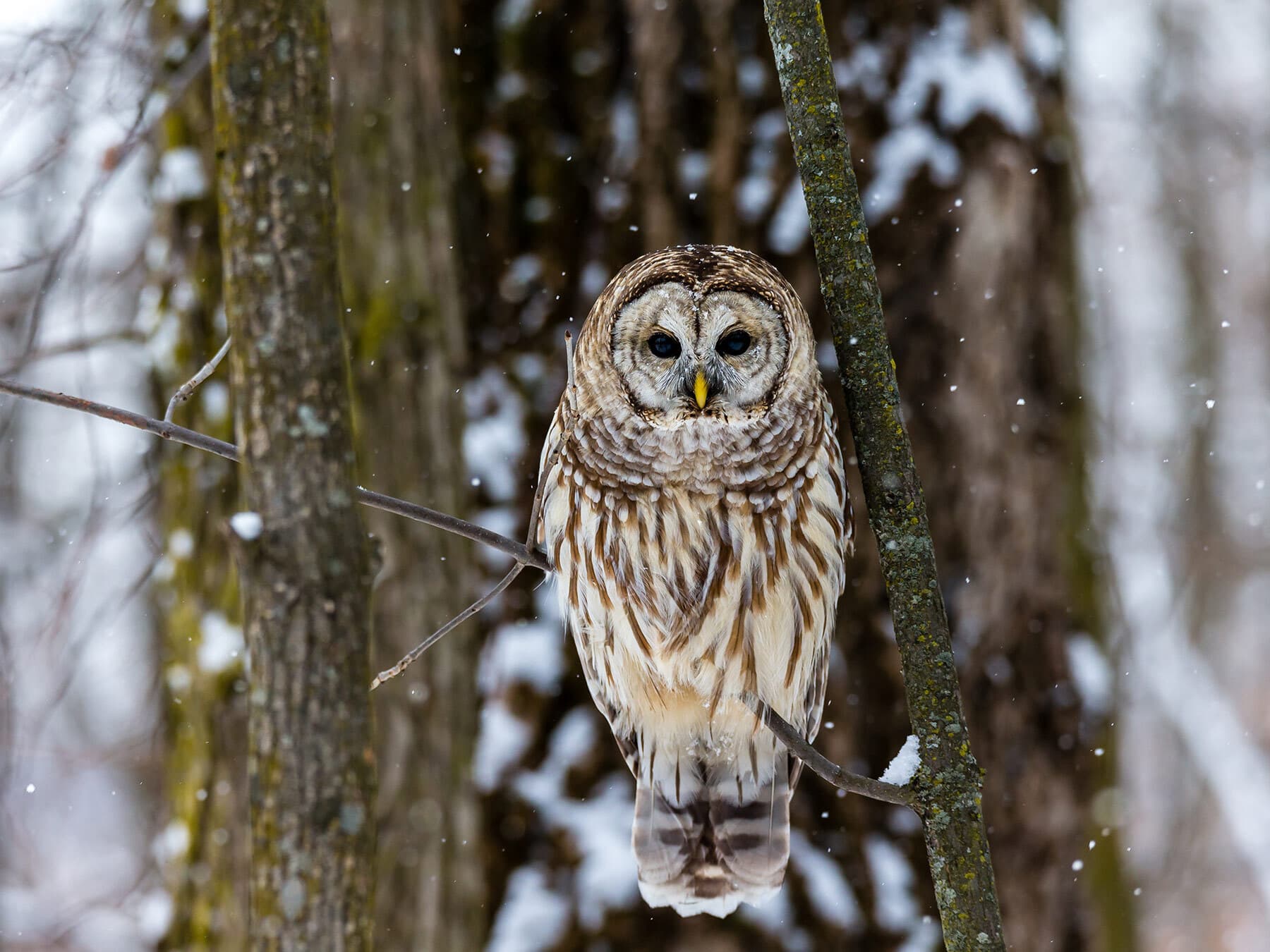 Perched barred owl