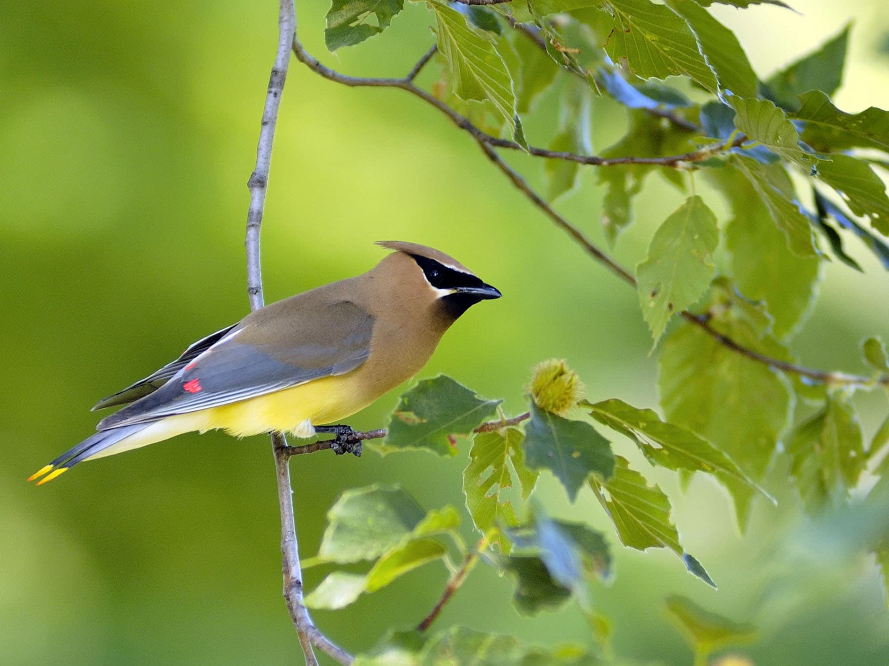 Perched cedar waxwing