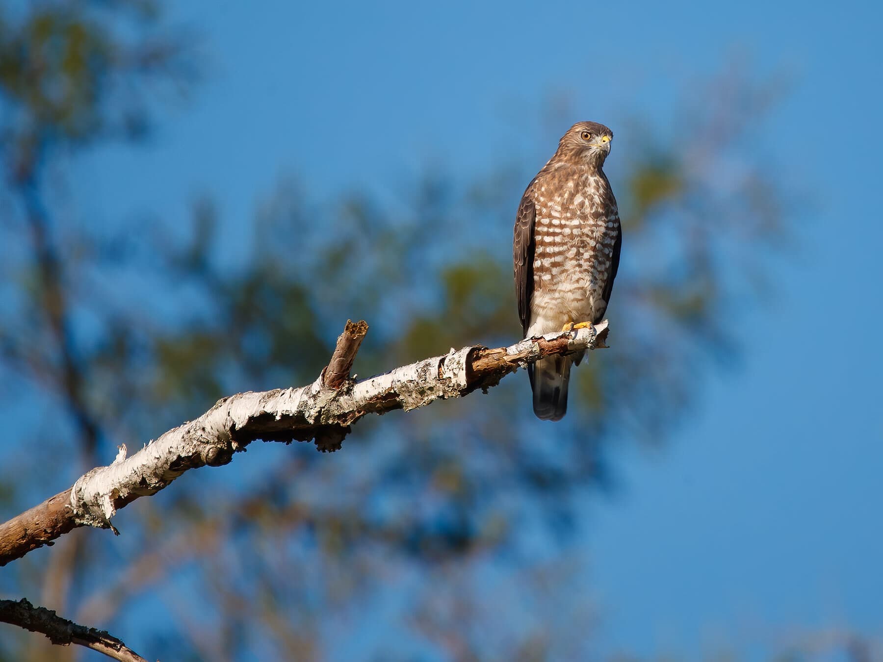 Perched coopers hawk