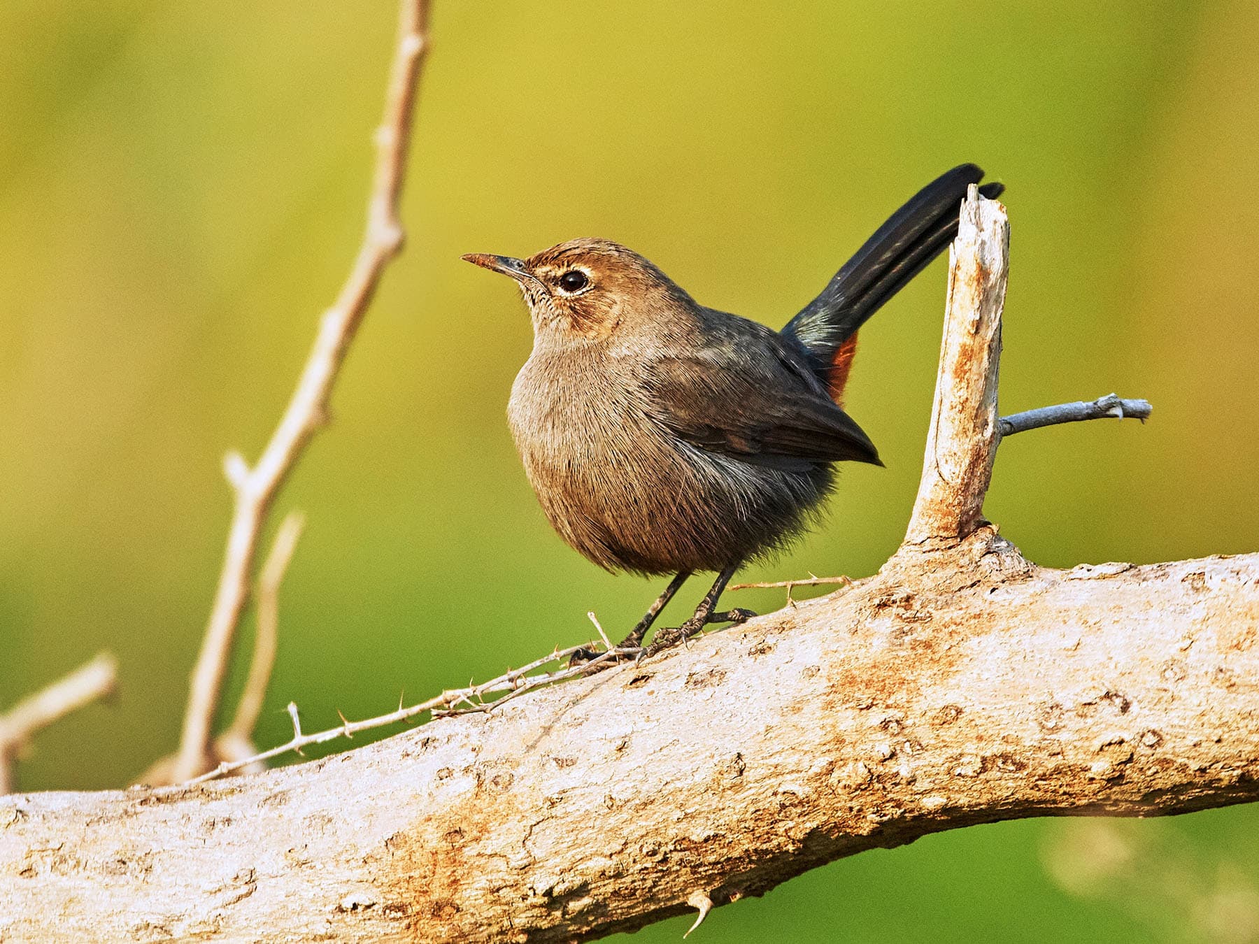 Indian Robin (female) perched