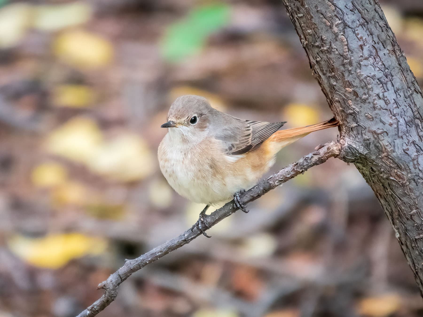 Close up of a female Redstart perched on a branch