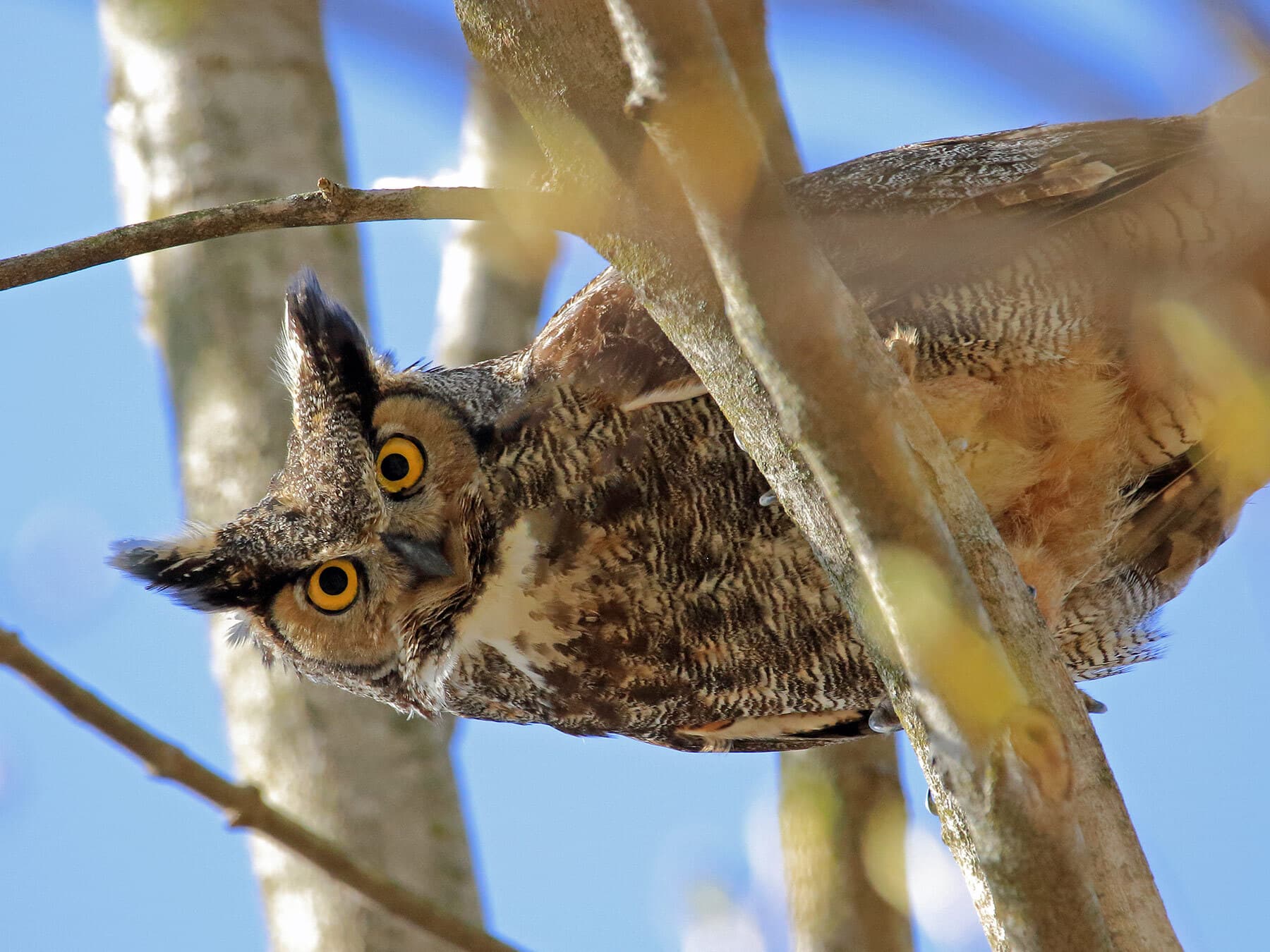 Perched great horned owl