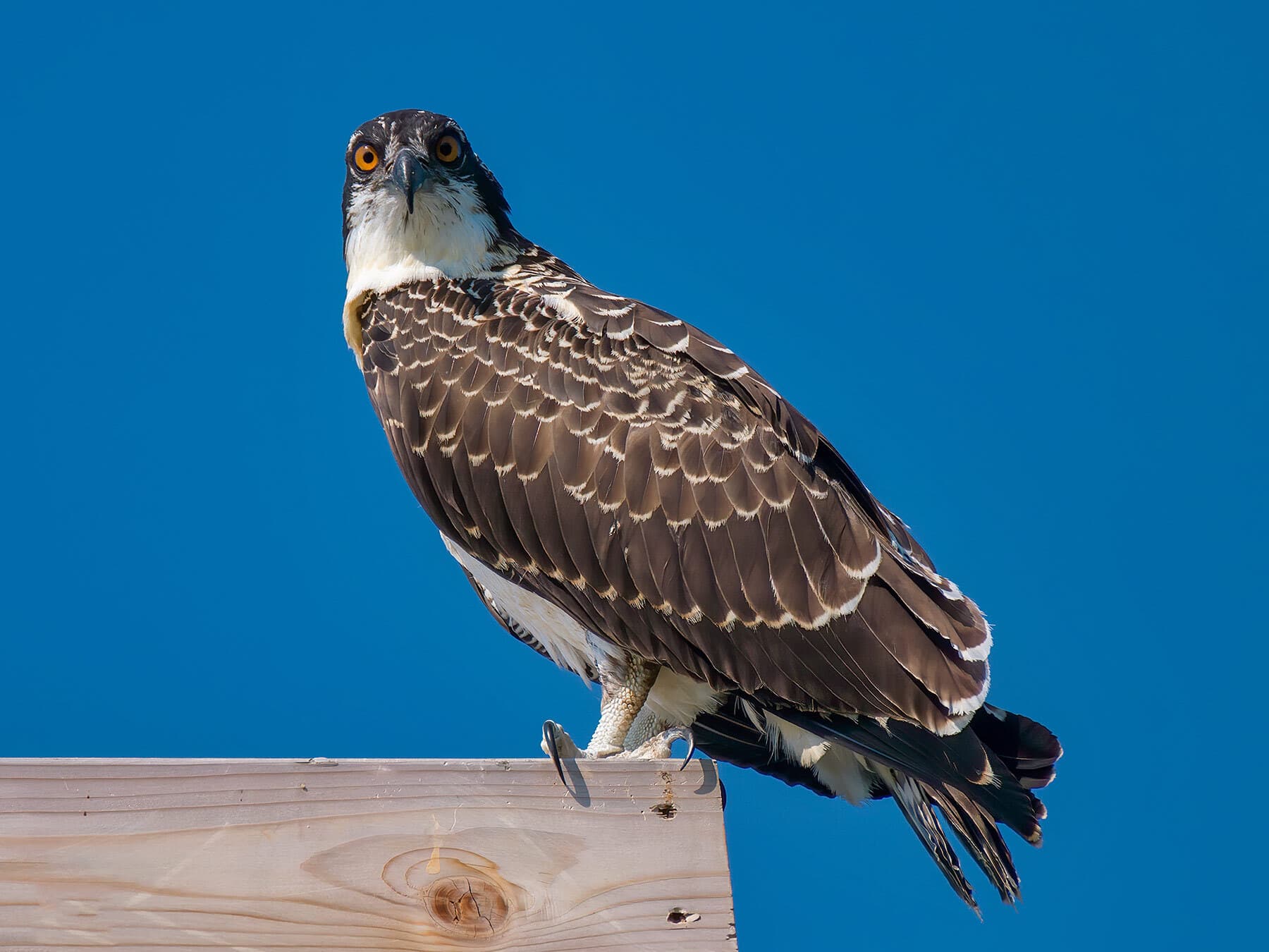 Perched juvenile osprey