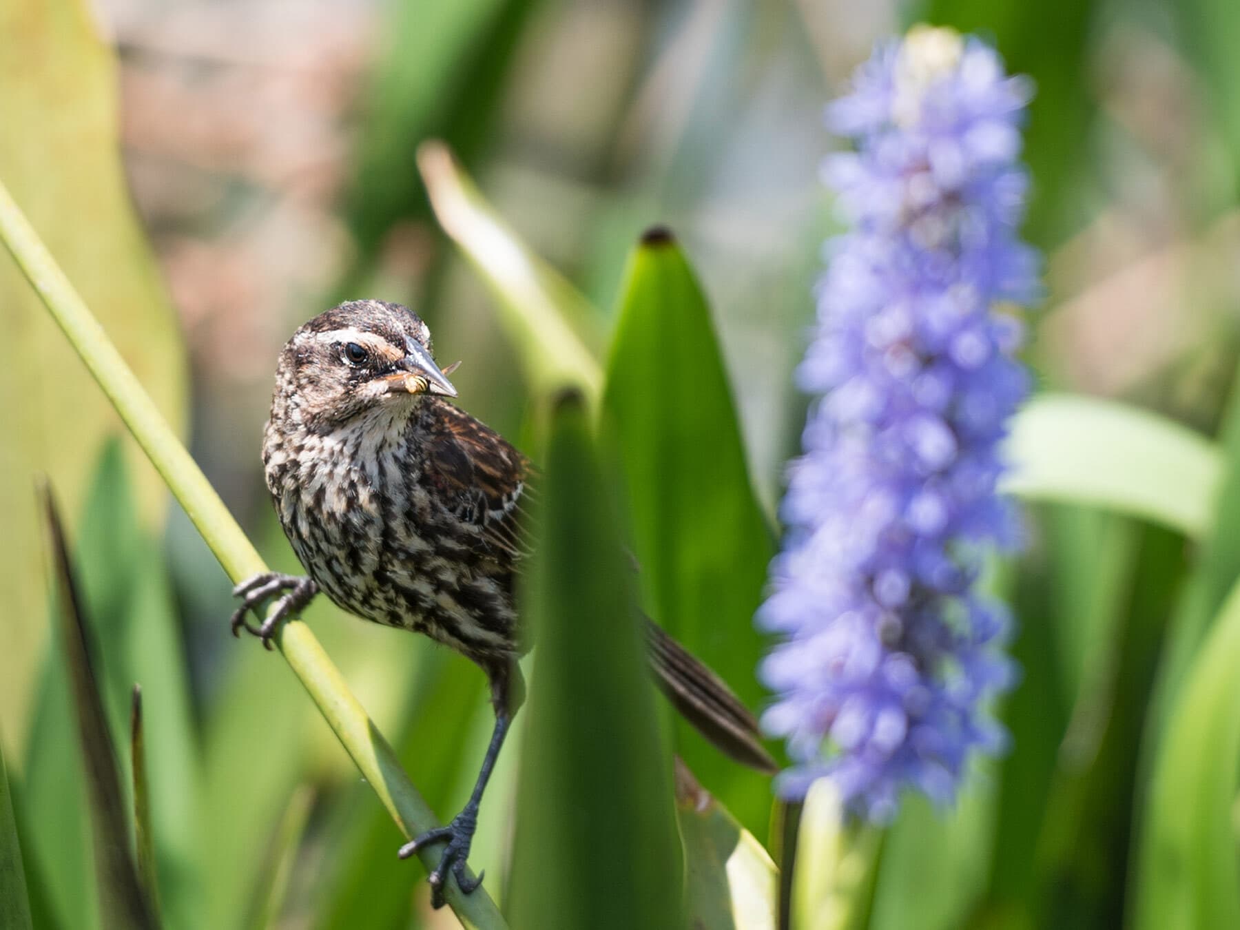 Perched juvenile red winged blackbird