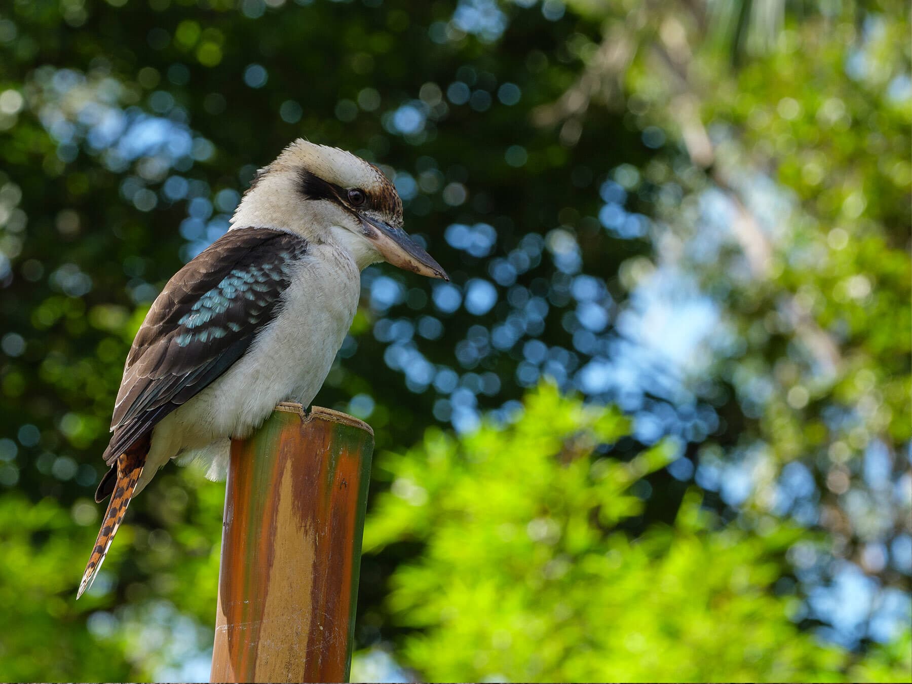 Perched kookaburra