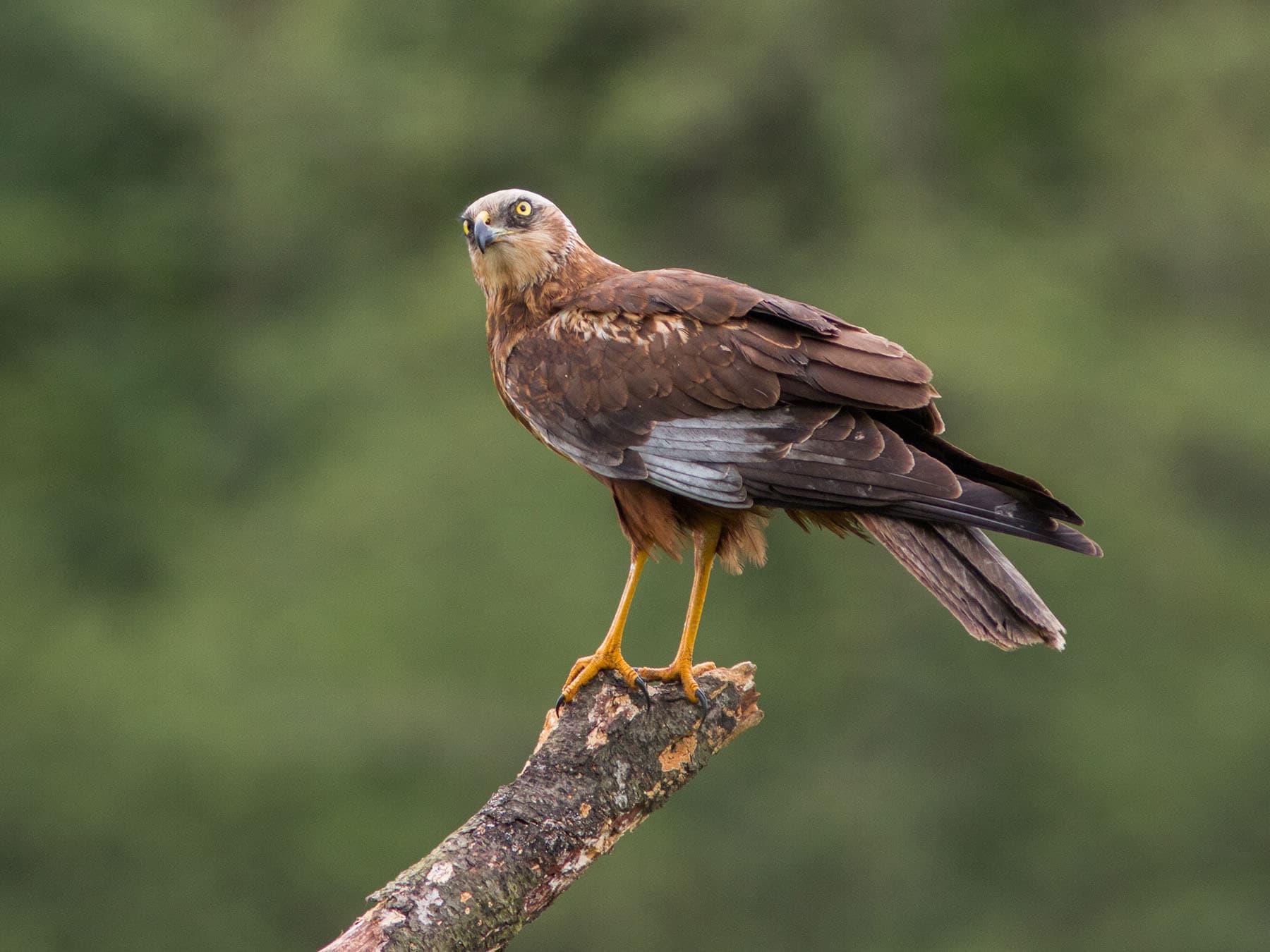 Close up of a perched Marsh Harrier