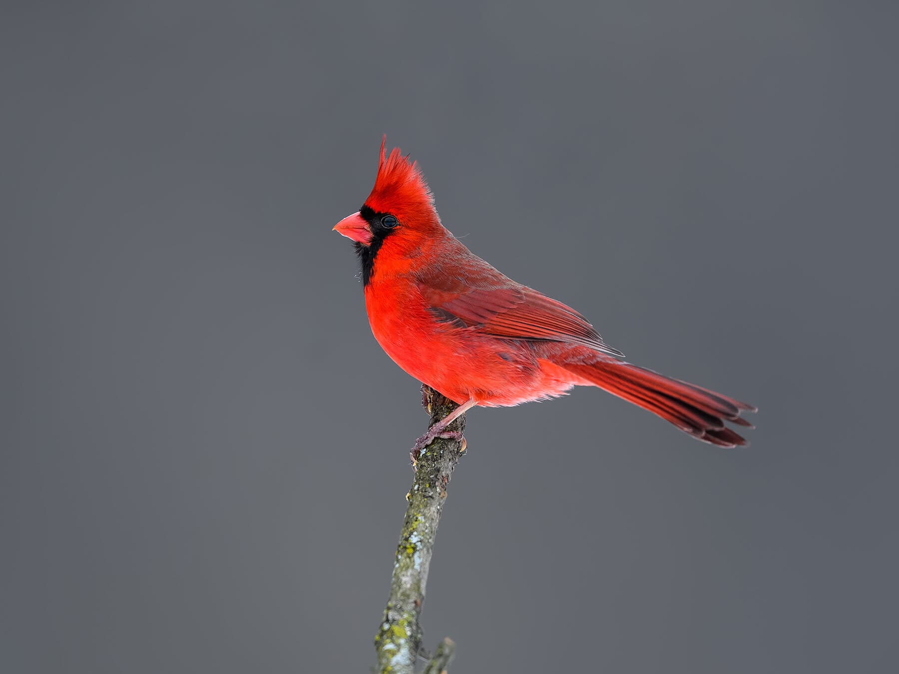 Perched northern cardinal