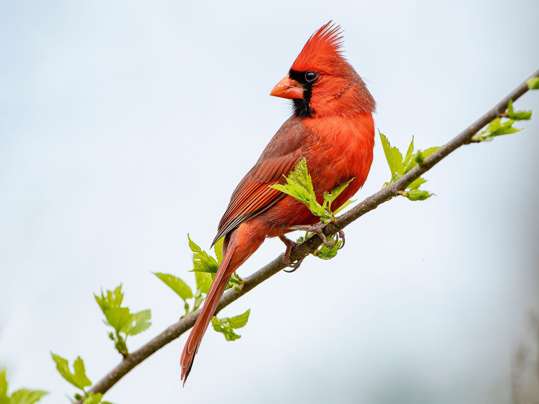 Northern Cardinal perched on a branch