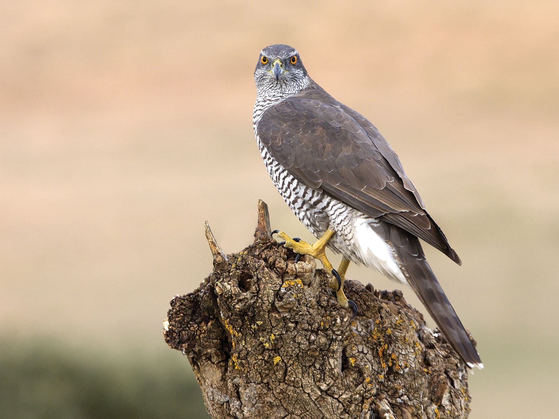 Close up of a Goshawk perched on a stump