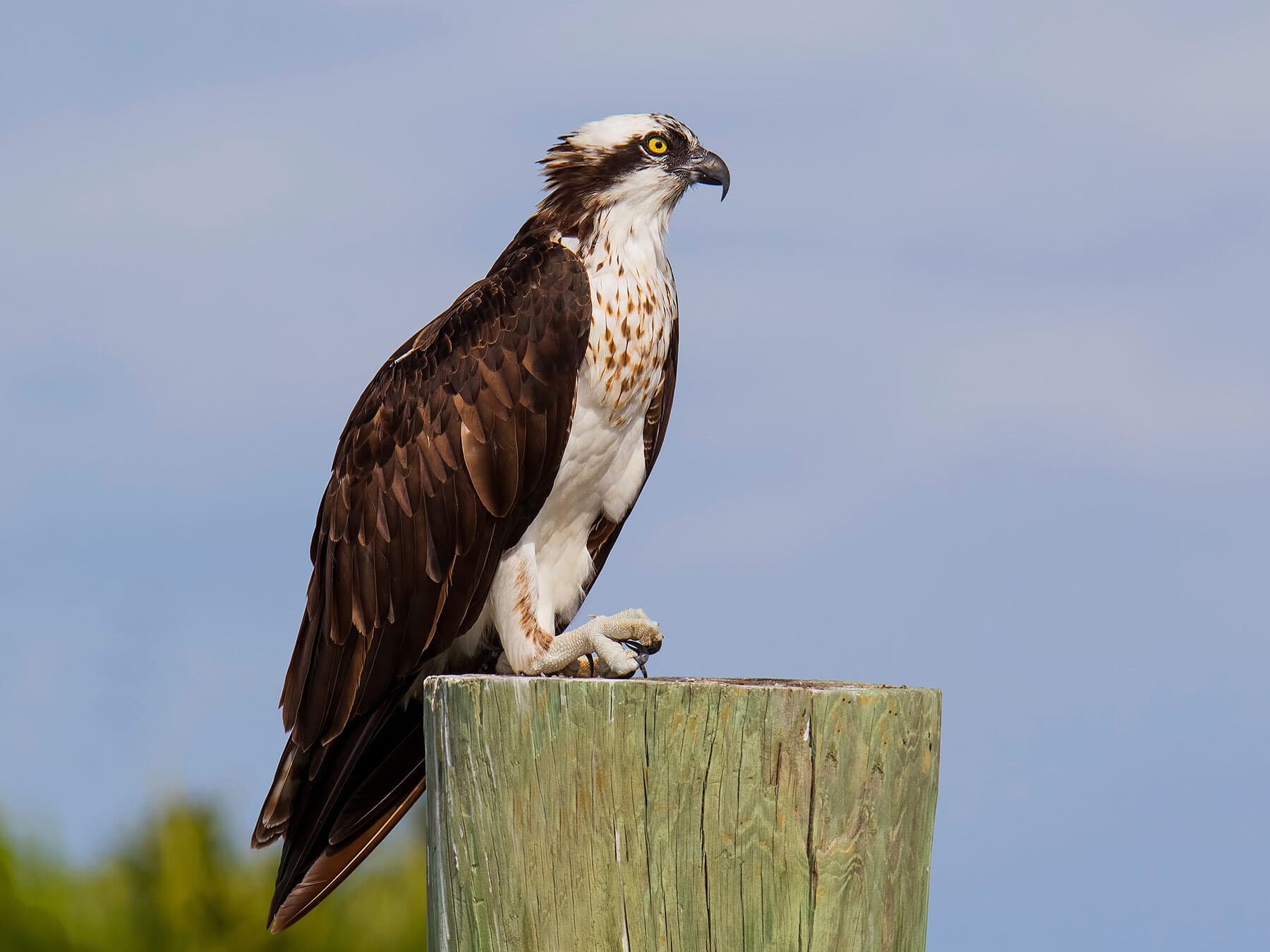 Perched osprey