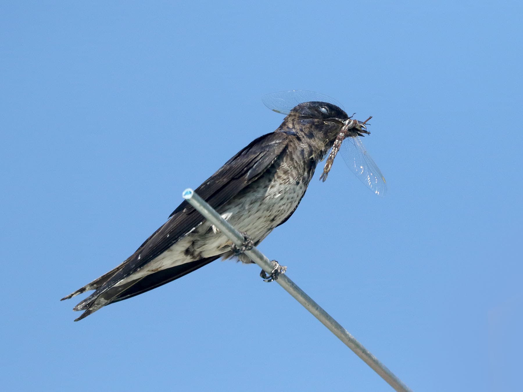 Perched purple martin with insect