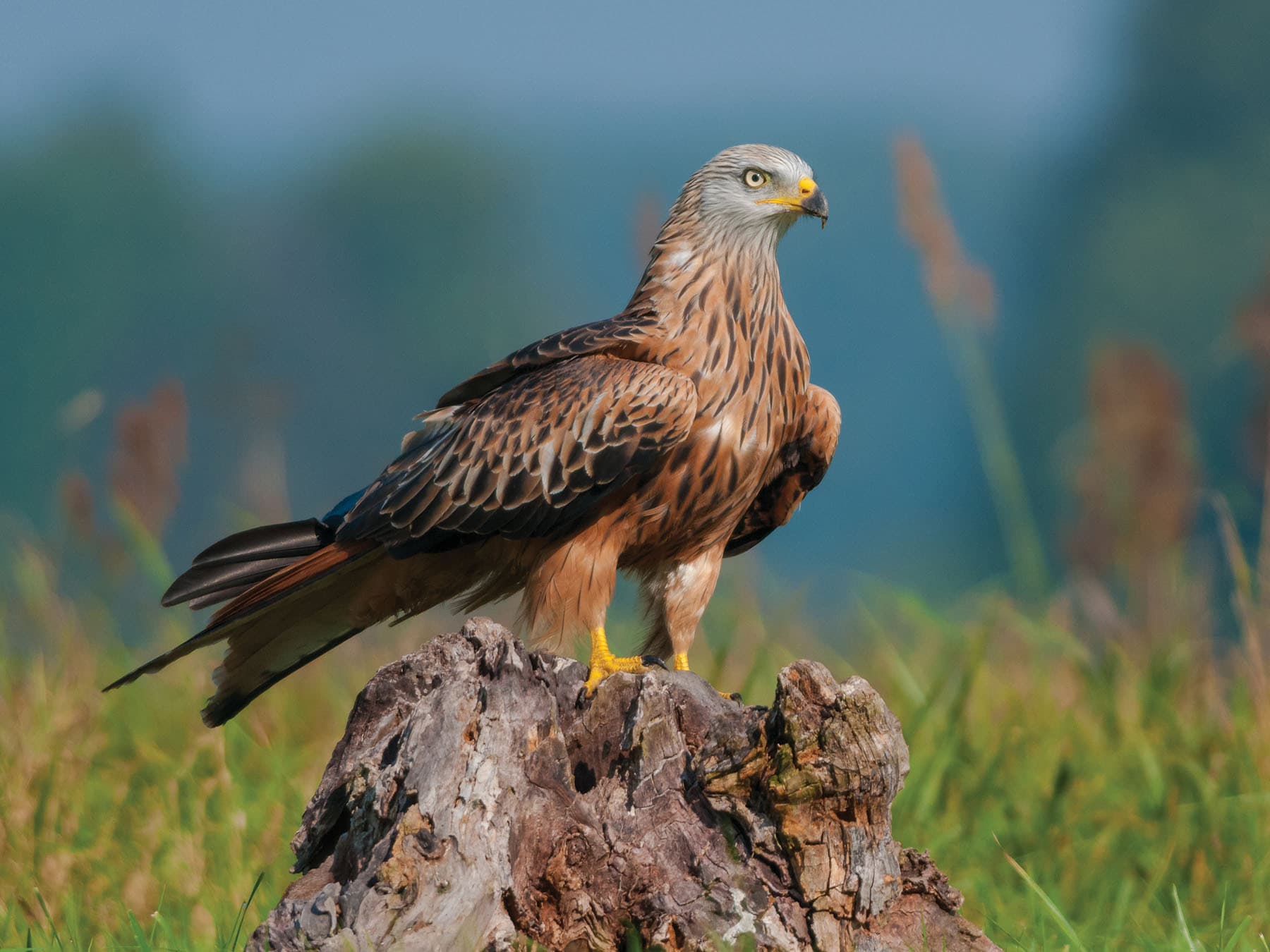 Red Kite perched on the ground, in the sun