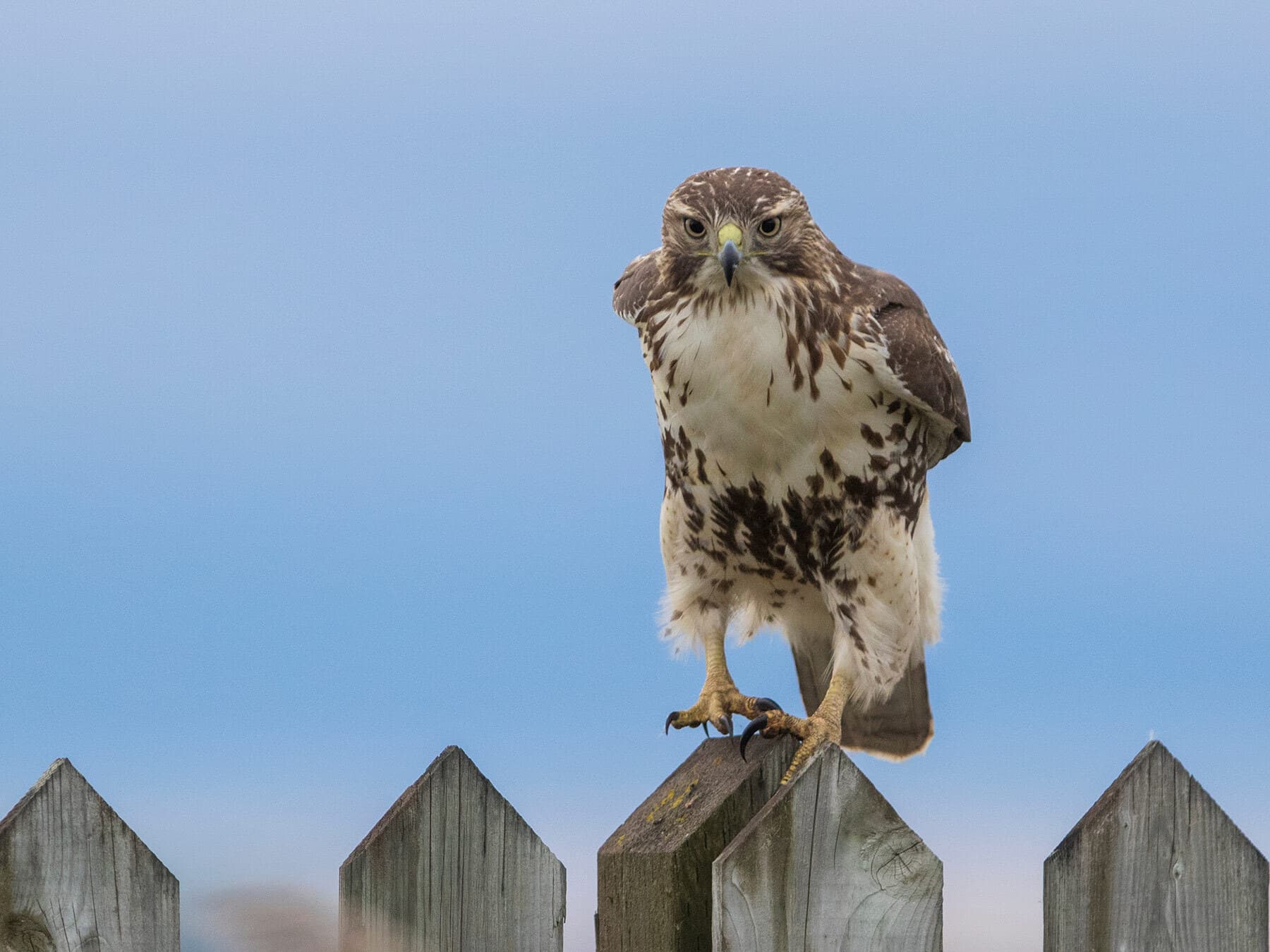 Perched red tailed hawk