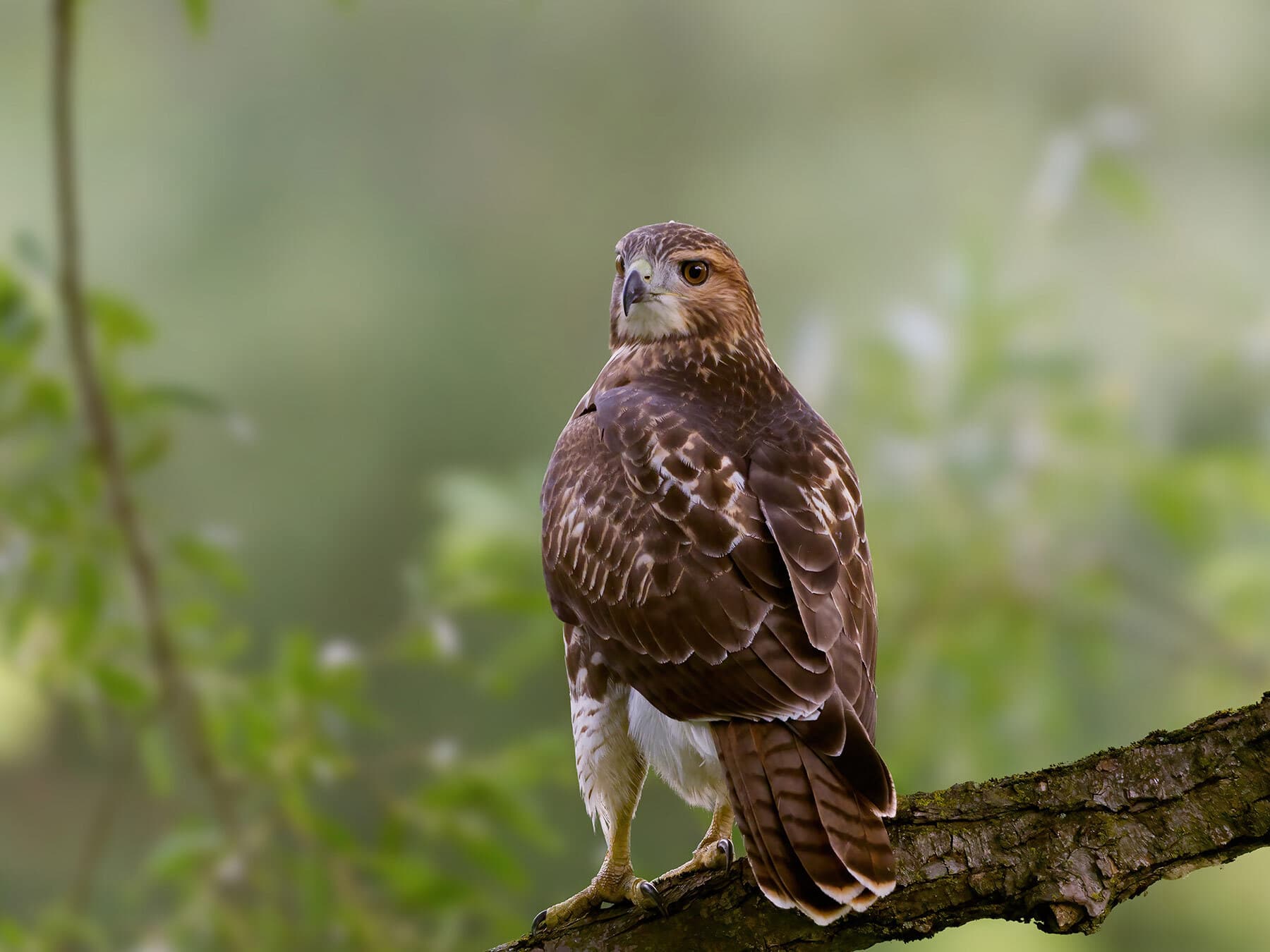 Perched red tailed hawk