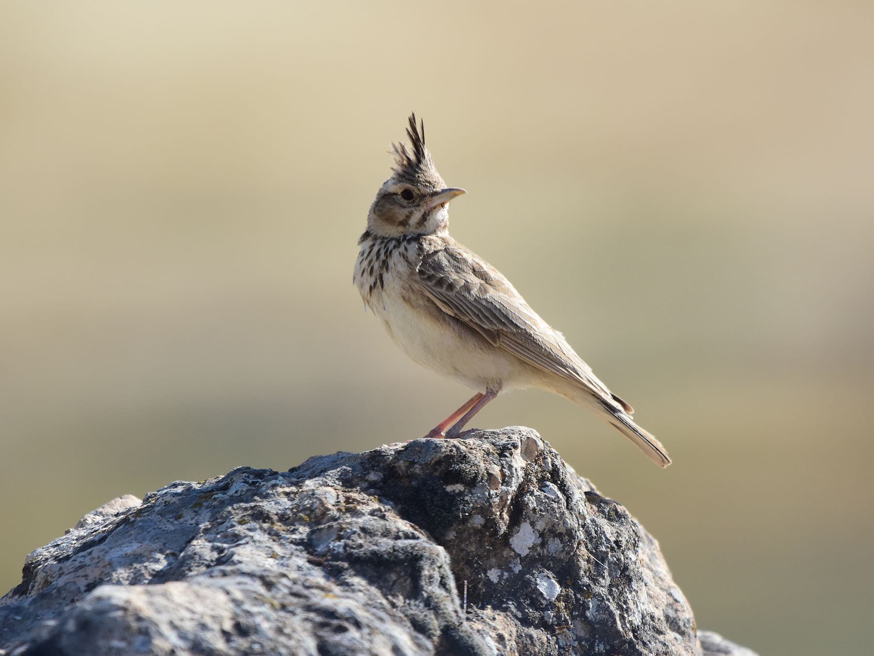 Eurasian Skylark perched on a rock in its natural habitat