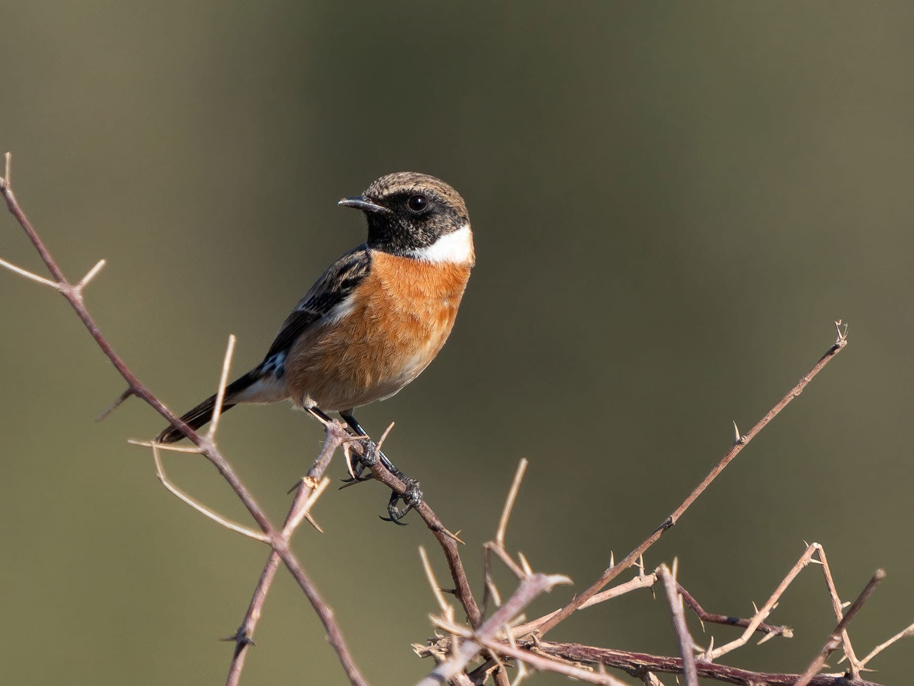 Stonechat | Birdfact