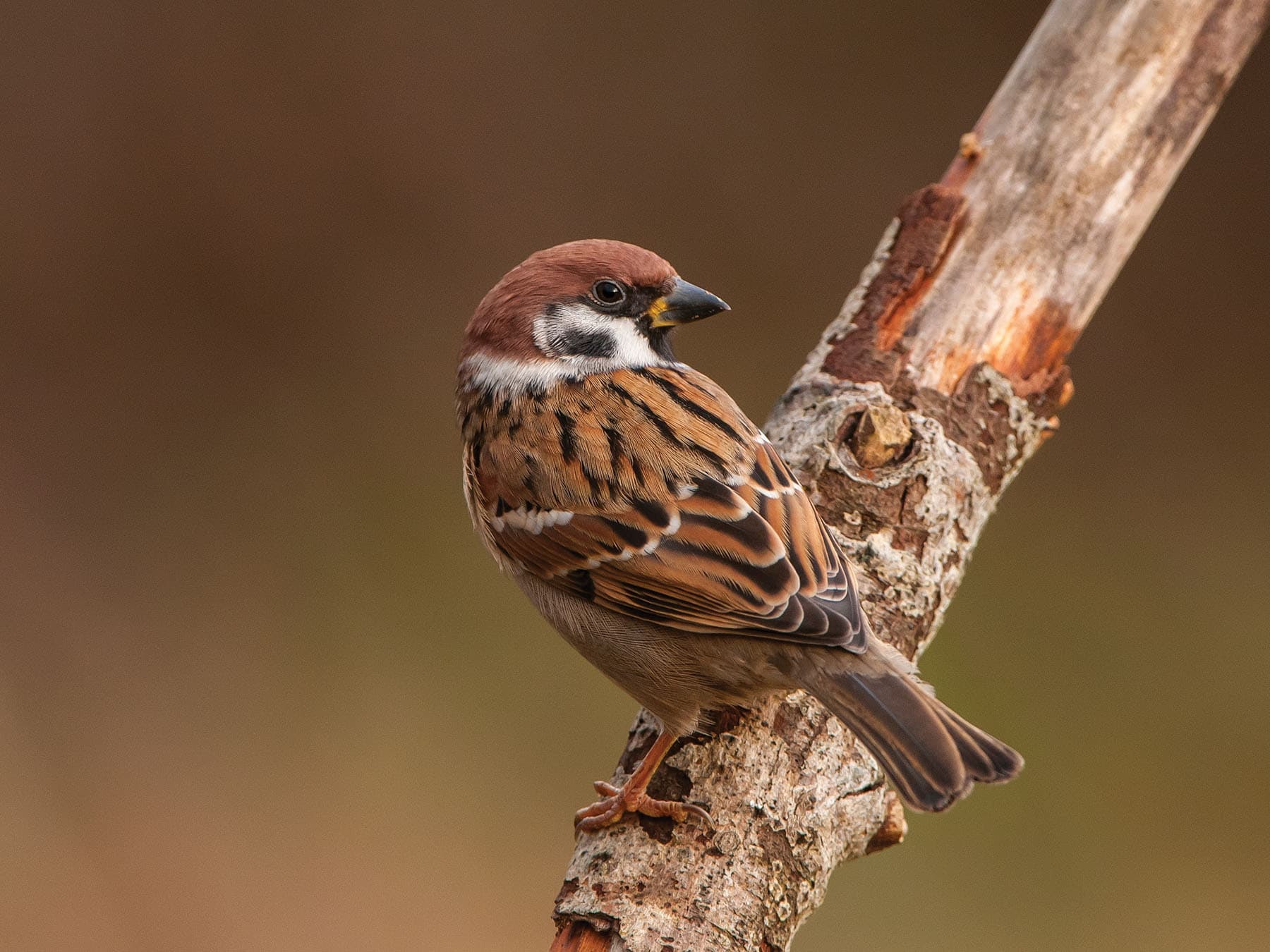 Back detail of a perched Tree Sparrow