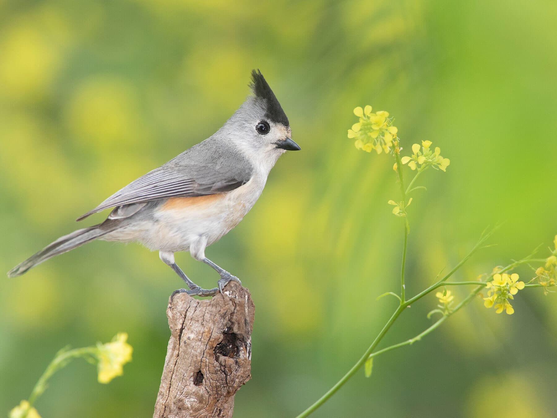 Perched tufted titmouse