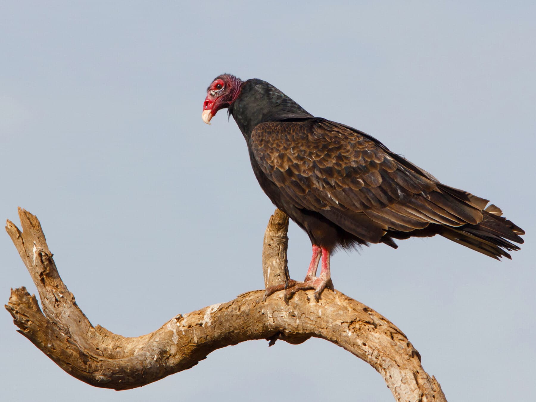 Perched turkey vulture