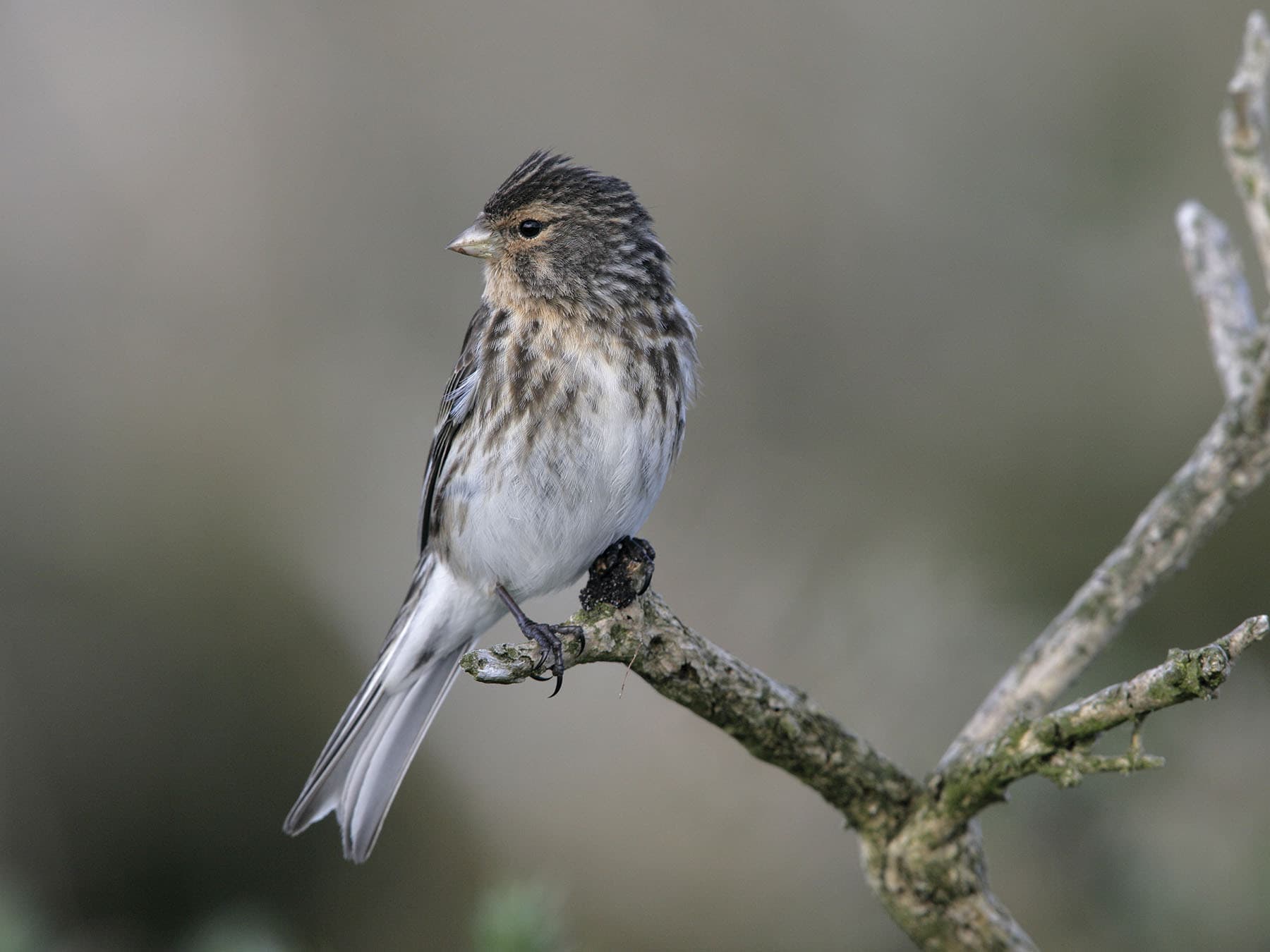 Twite perched on a branch, Hebrides, Scotland, UK