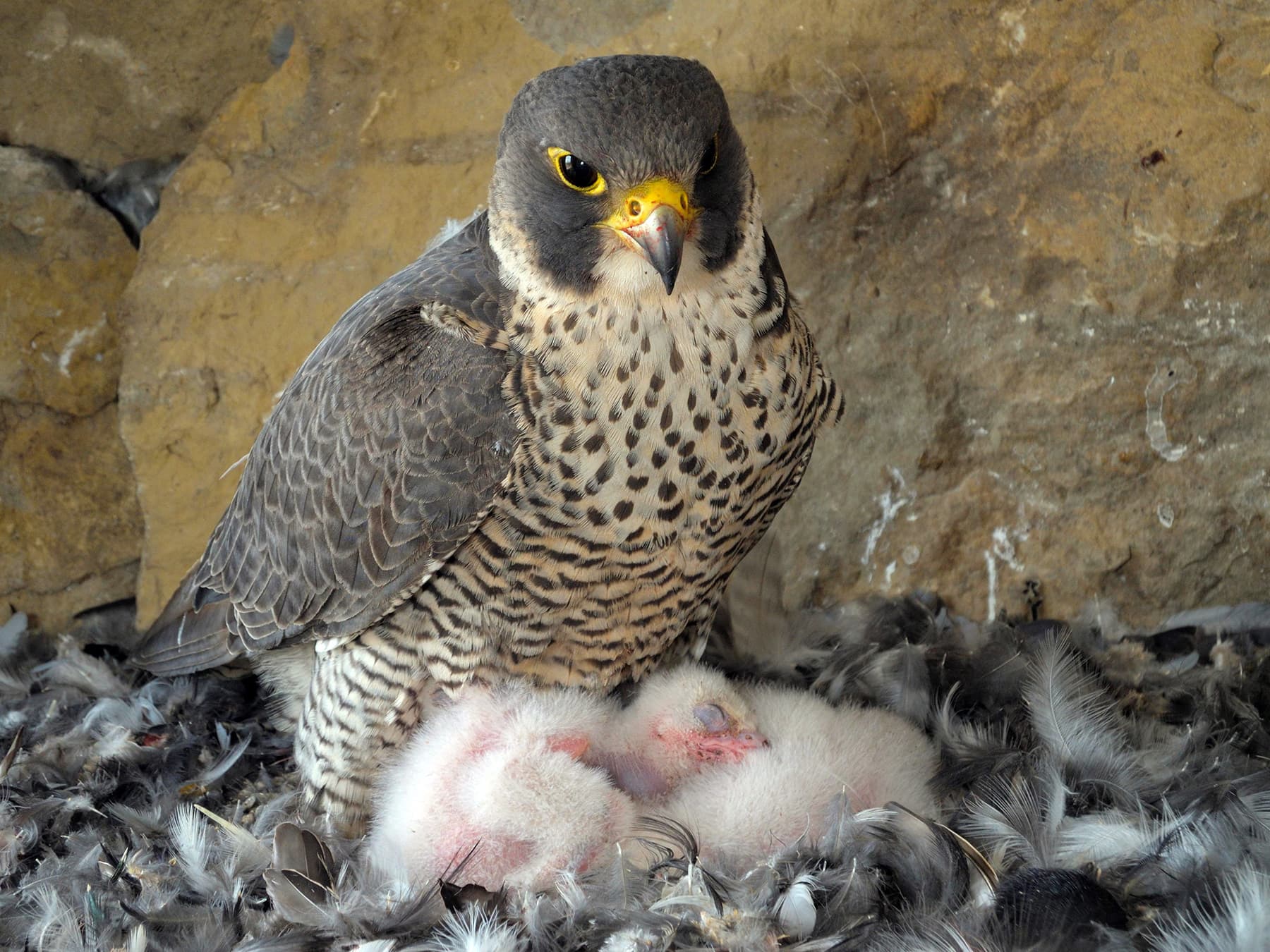 Peregrine Falcon at nest site with chicks