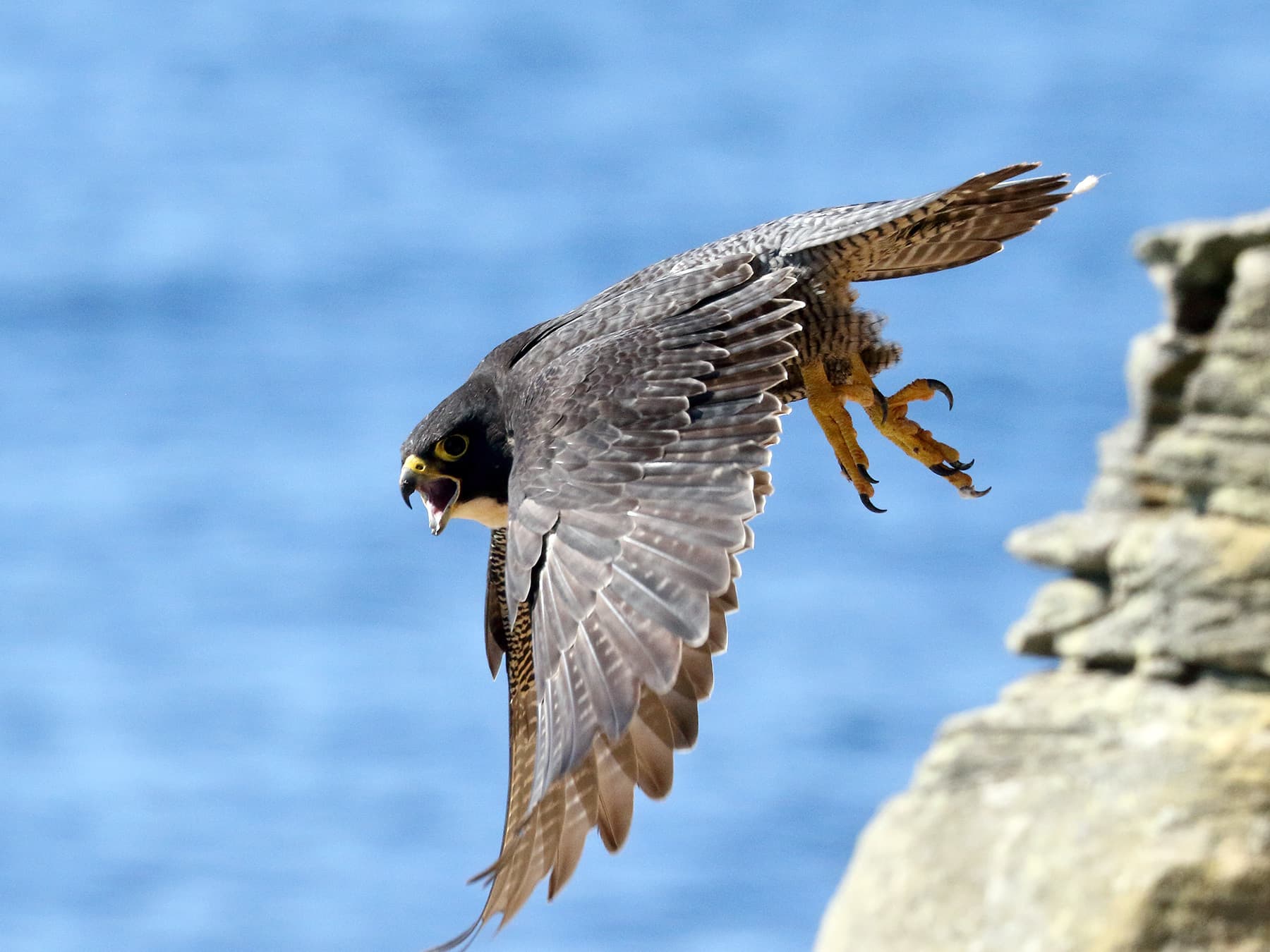 Peregrine Falcon calling to warn off intruders