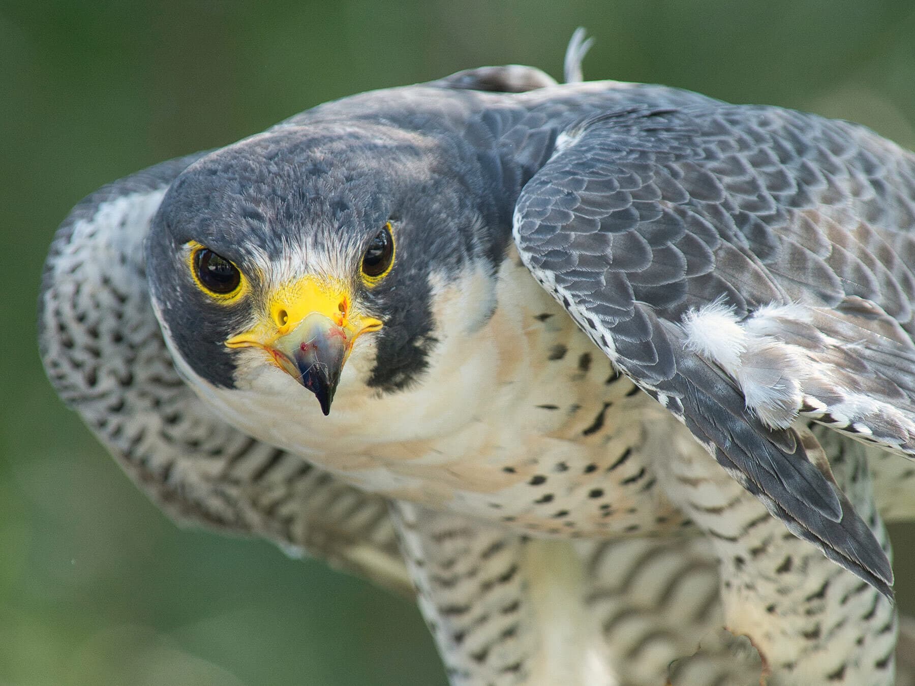 Peregrine falcon close up