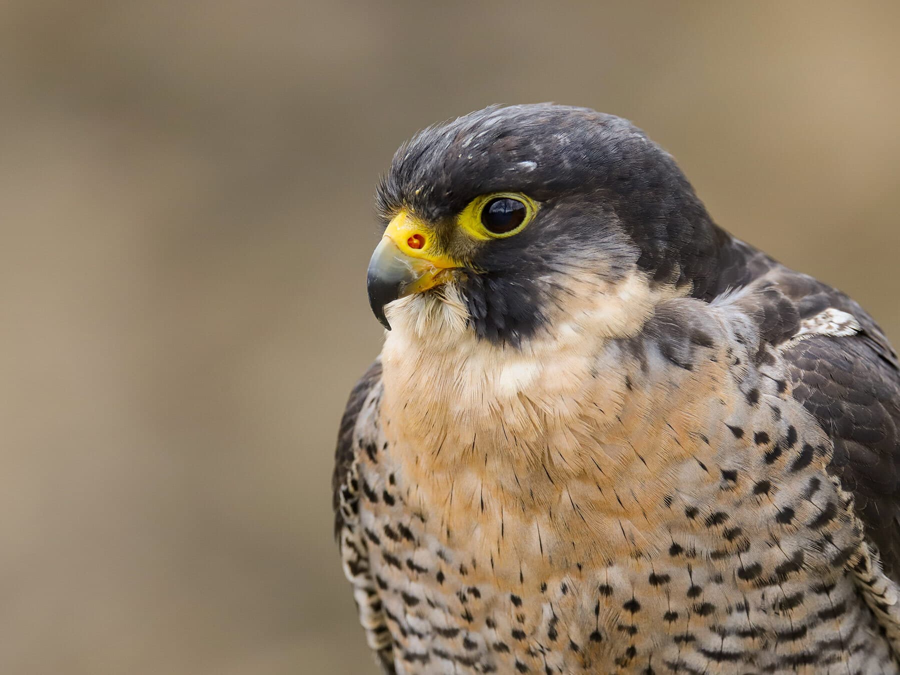 Peregrine falcon close up