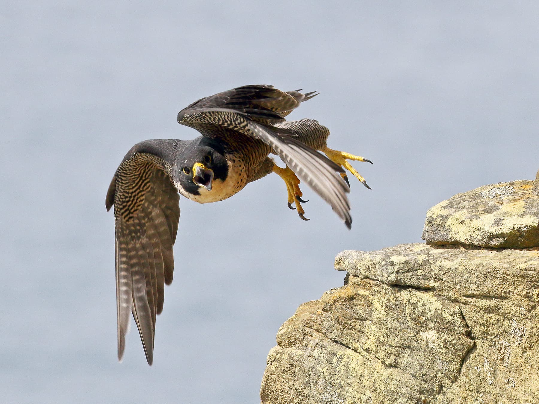 Peregrine Falcon defending its nest site