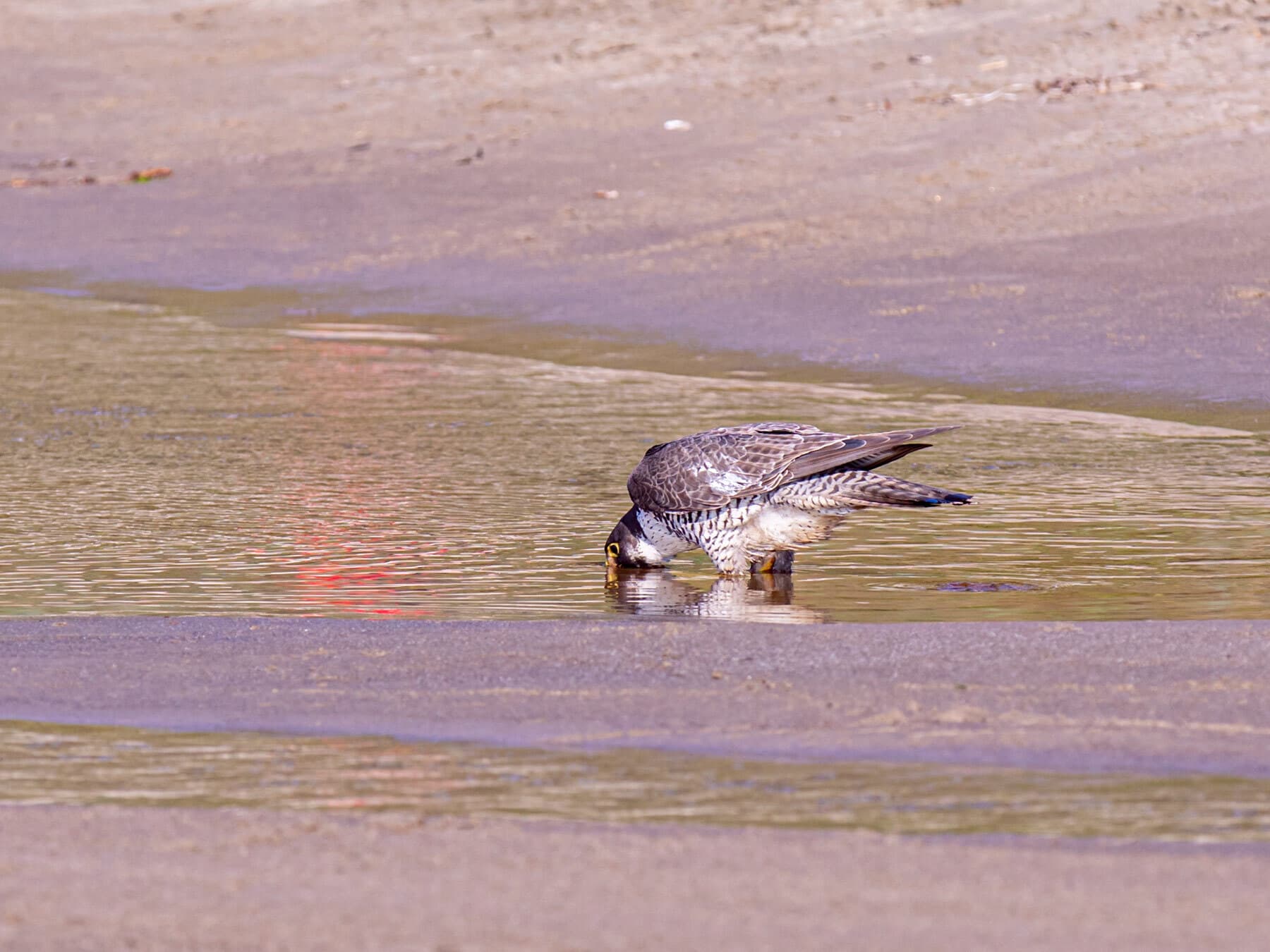 Peregrine falcon drinking water