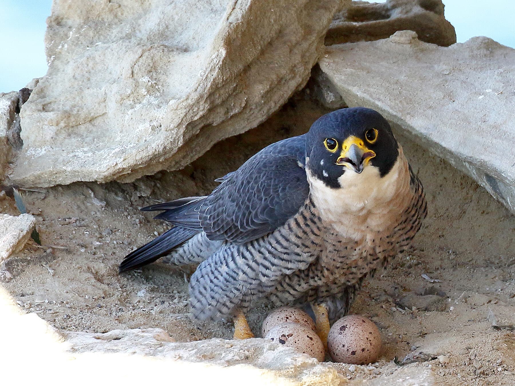 Peregrine falcon eggs