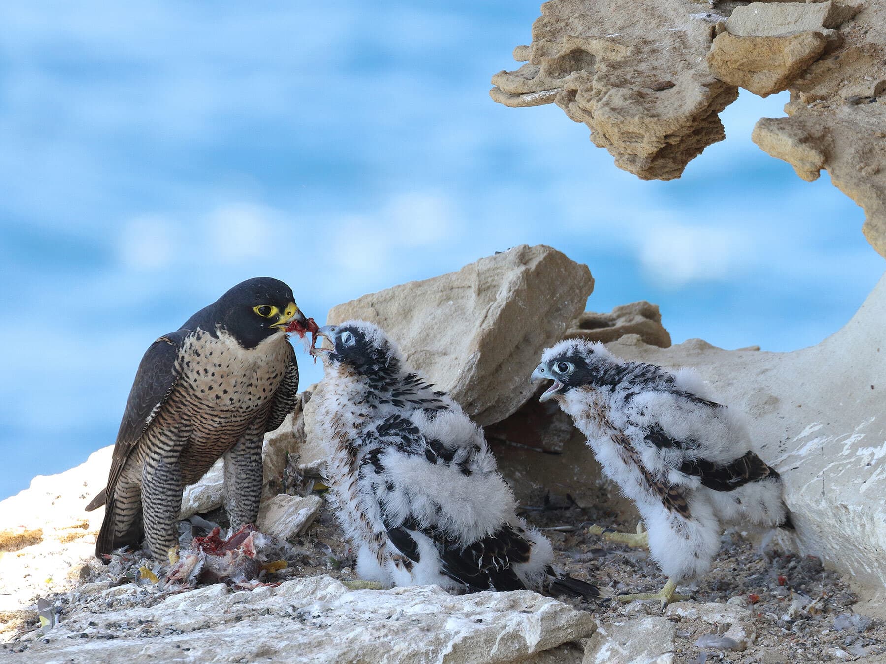Peregrine falcon feeding chicks