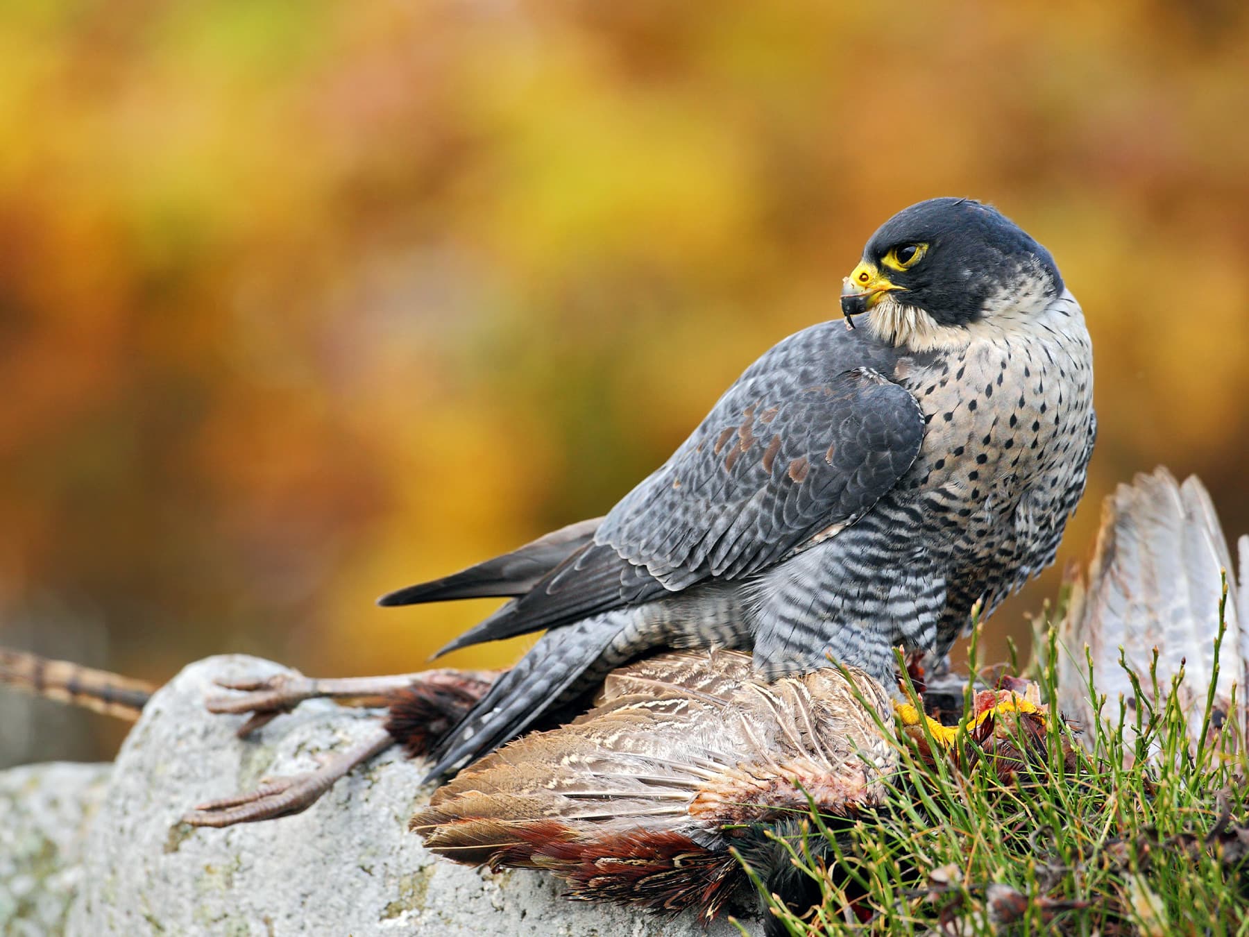 Peregrine Falcon feeding on prey