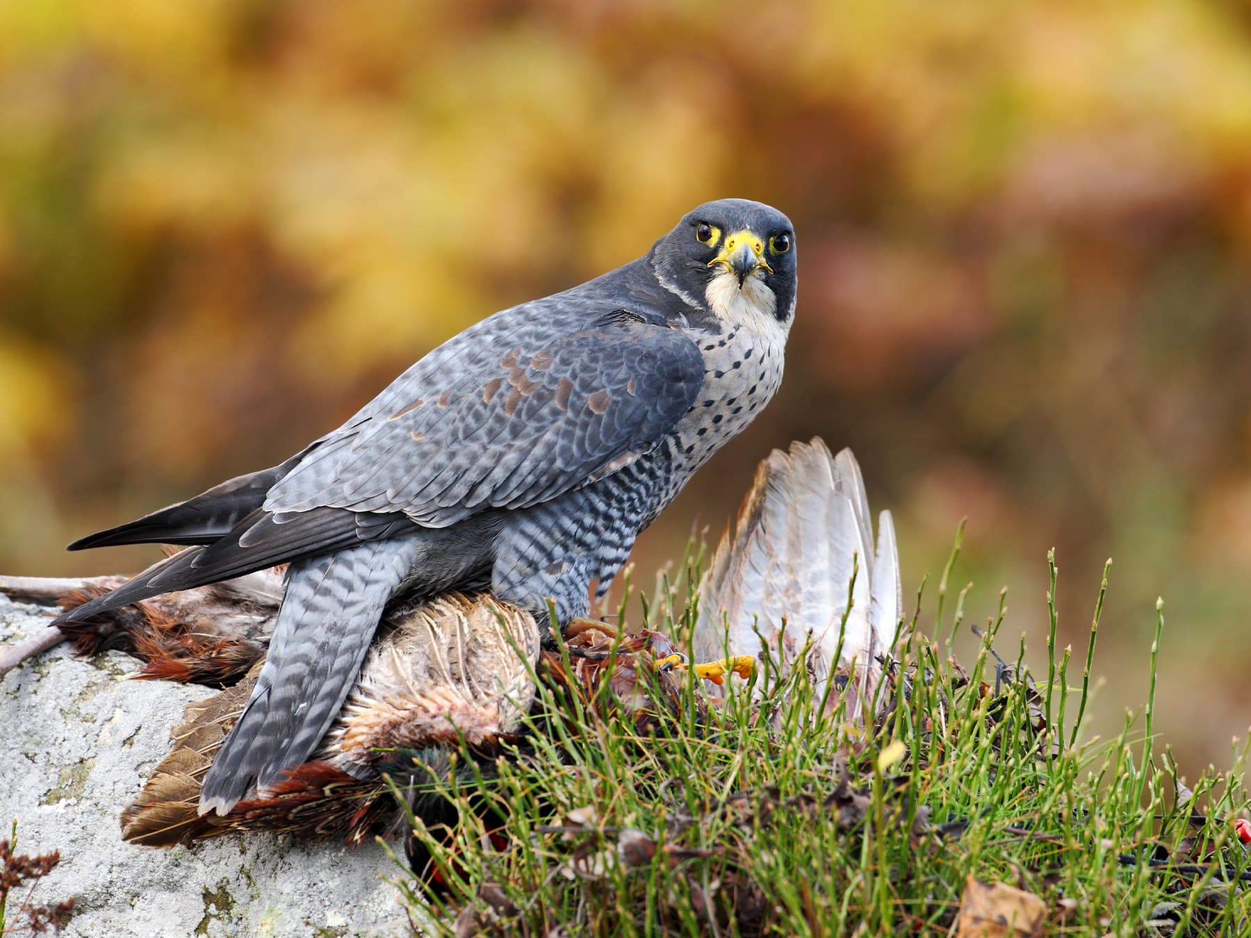 Peregrine falcon feeding on prey