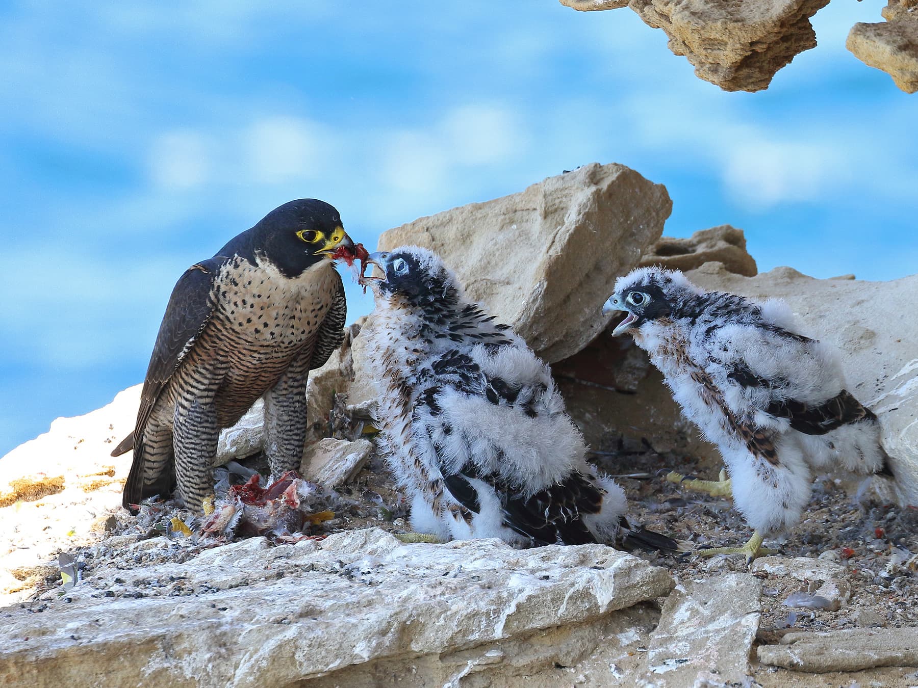 Peregrine Falcon feeding young at the nest site