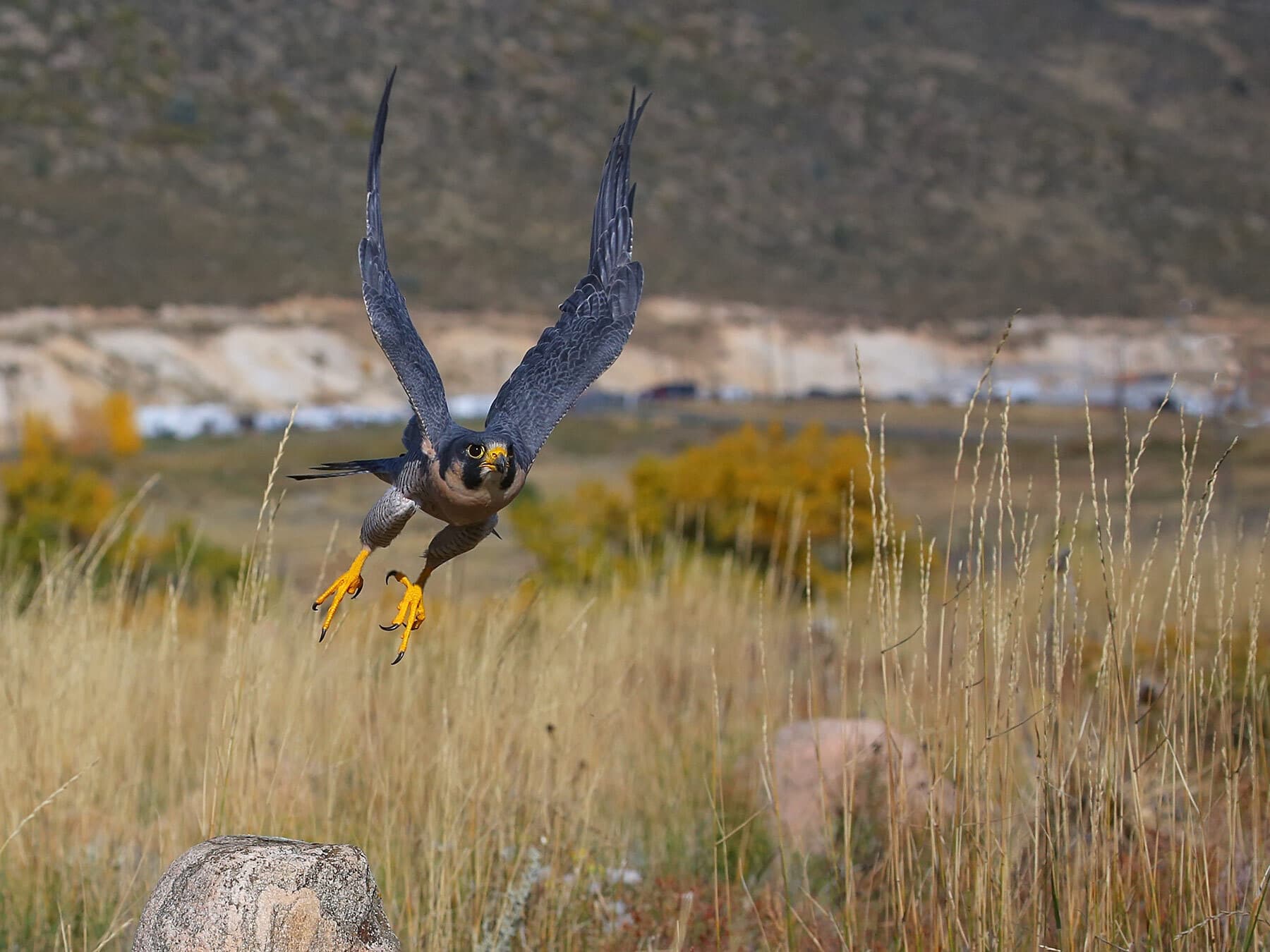Peregrine falcon flying low