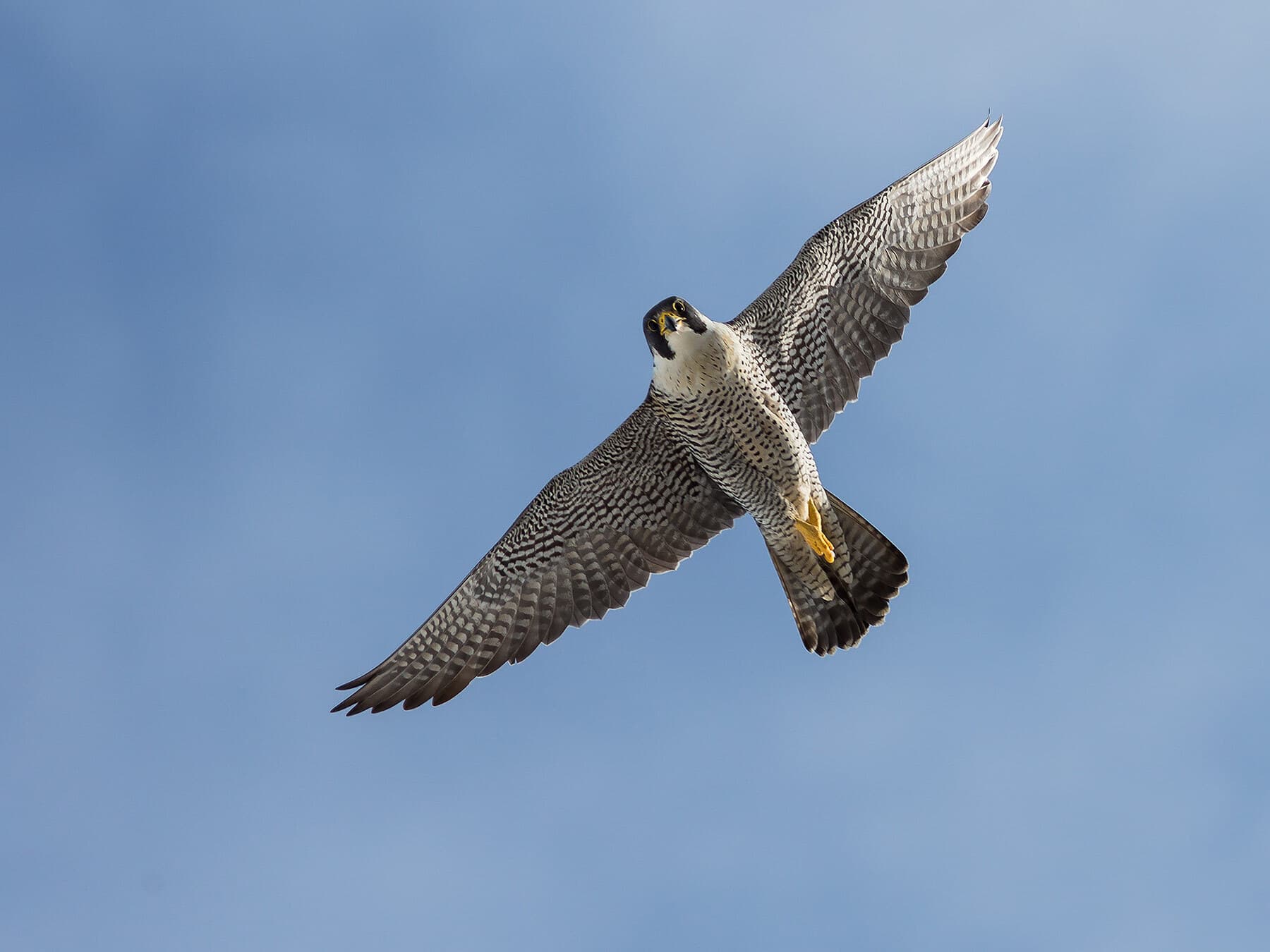 Peregrine falcon hunting