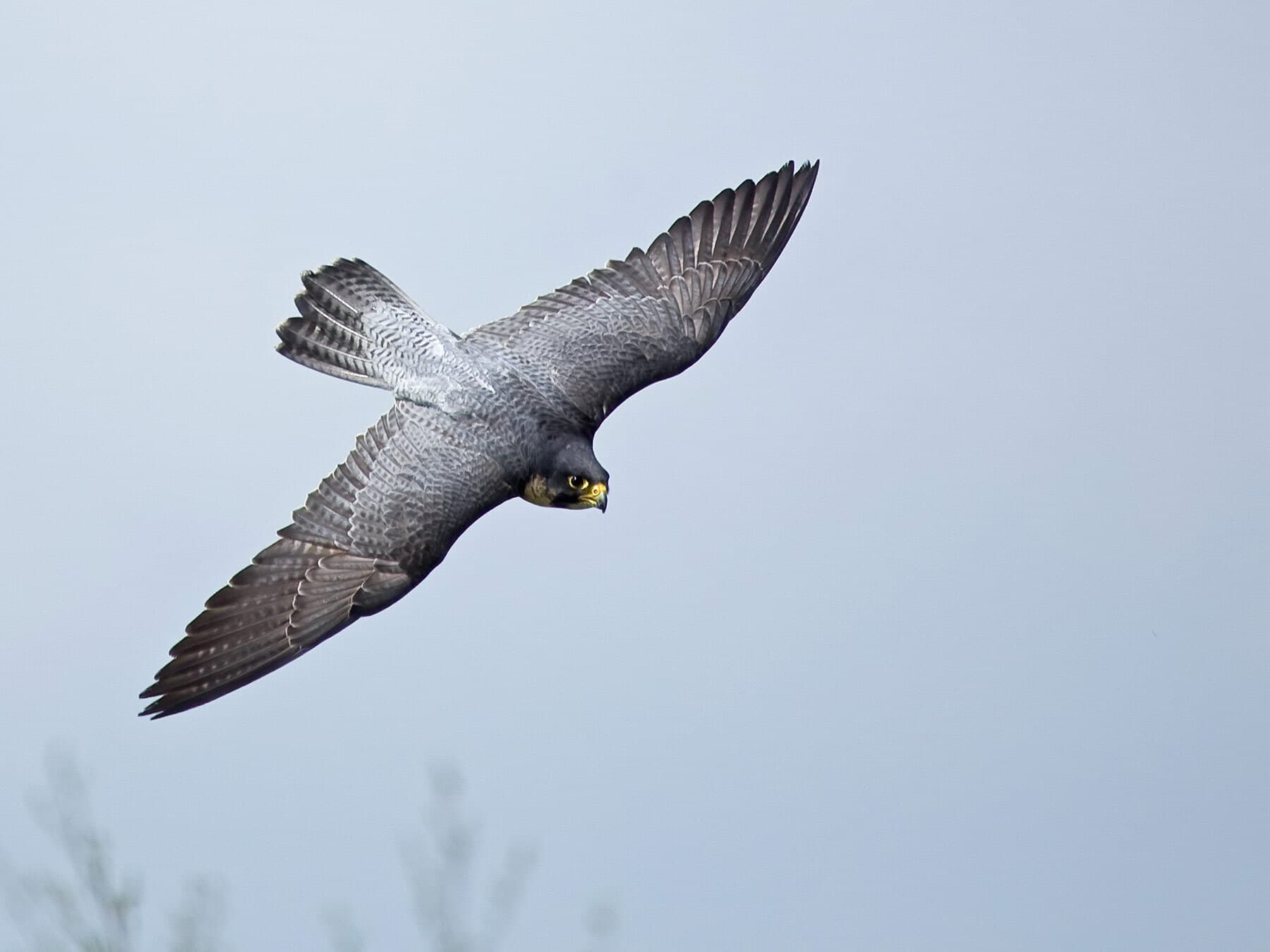 Peregrine falcon hunting