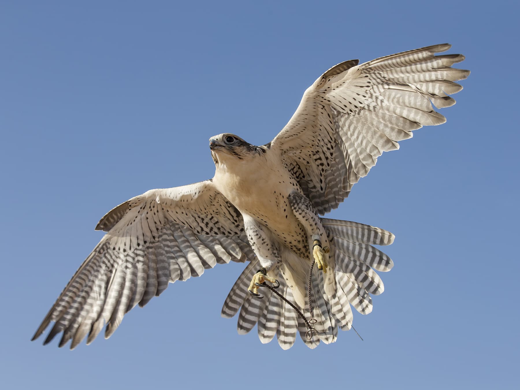 Peregrine Falcon in-flight hunting for prey