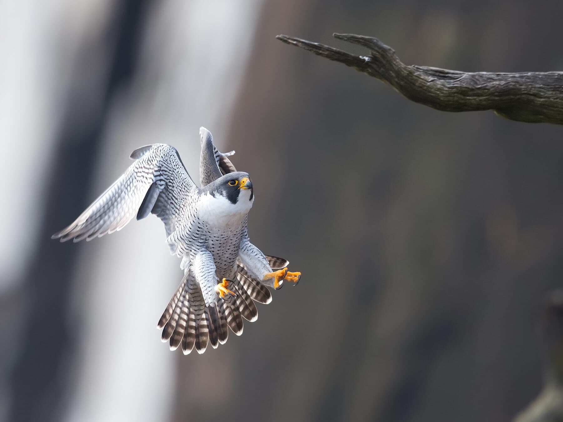 Peregrine falcon landing