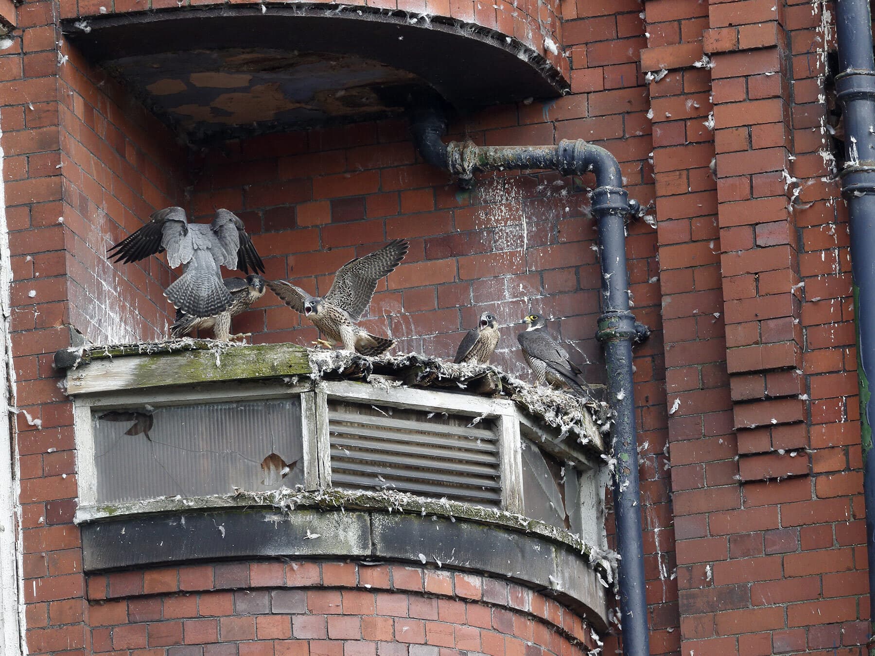 Peregrine falcon nest building