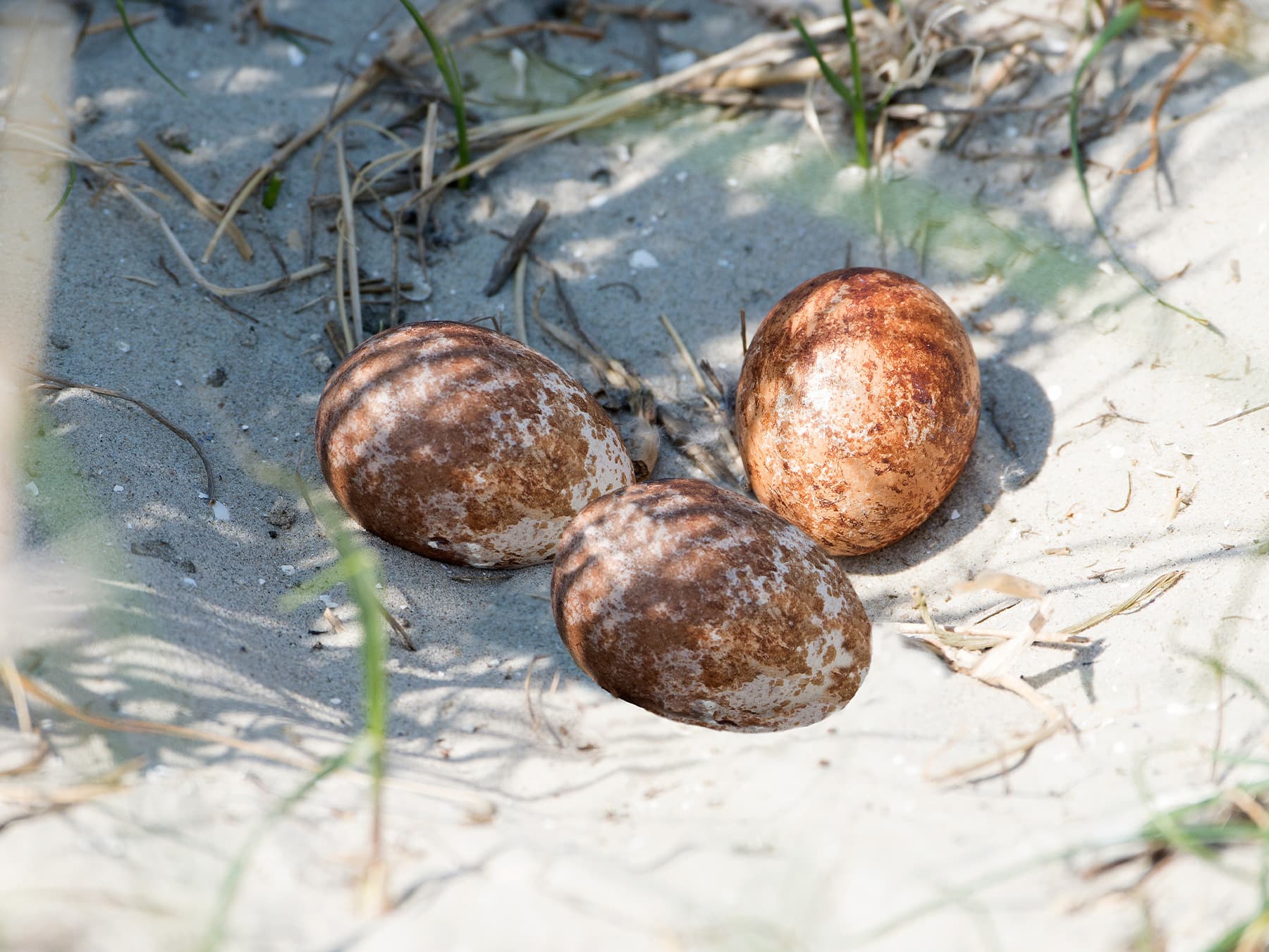 Nest of a Peregrine Falcon with three eggs