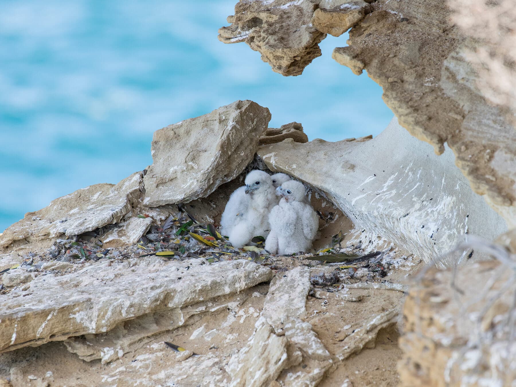 Peregrine falcon nest