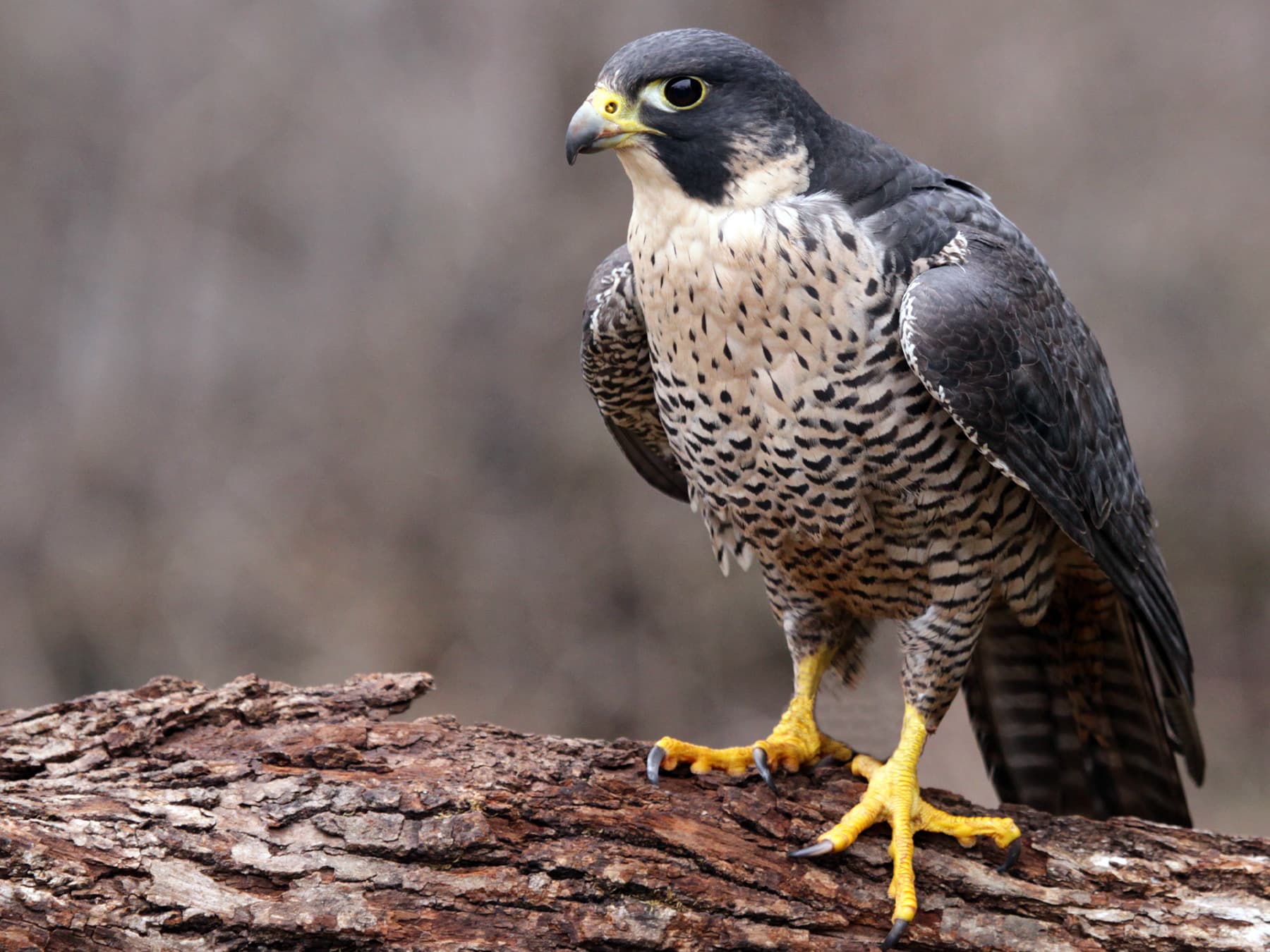 Peregrine Falcon perched on top of a fallen tree