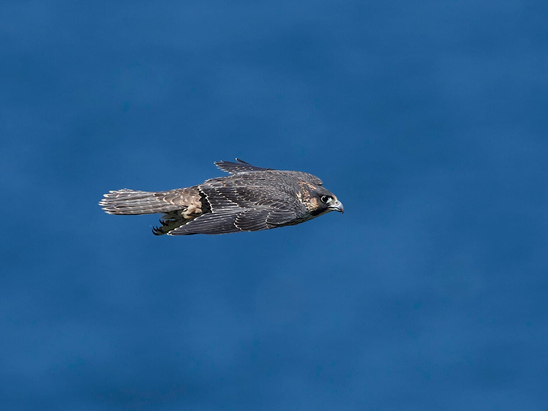Peregrine falcon searching for prey
